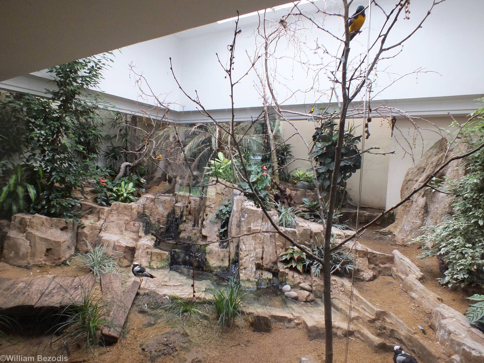 Example enclosure in the Bird House