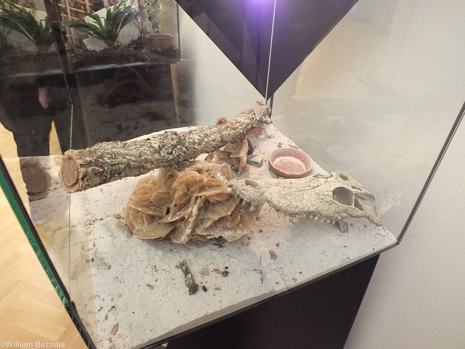 Example Enclosure - 'The Fascinating World of Spiders and Scorpions' Exhibi