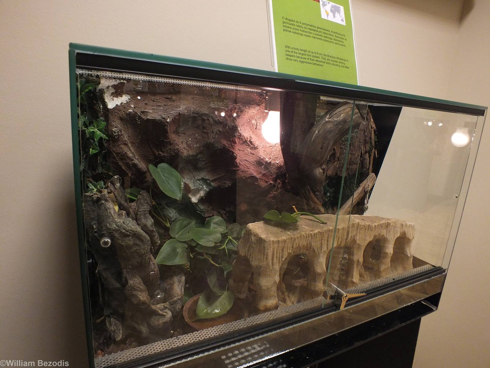 Example Enclosure - 'The Fascinating World of Spiders and Scorpions' Exhibi