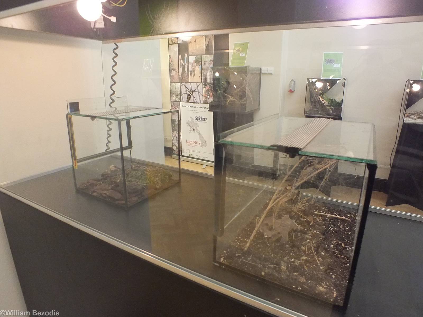Example Enclosures - 'The Fascinating World of Spiders and Scorpions' Exhib