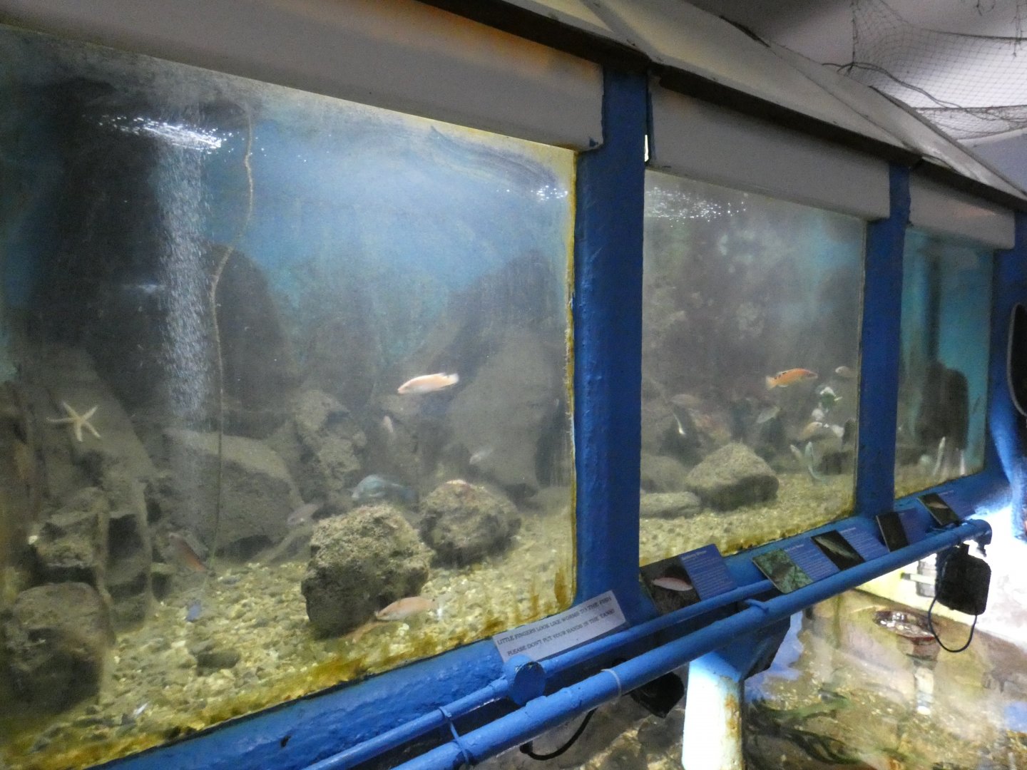 Example exhibit (Fowey Aquarium)