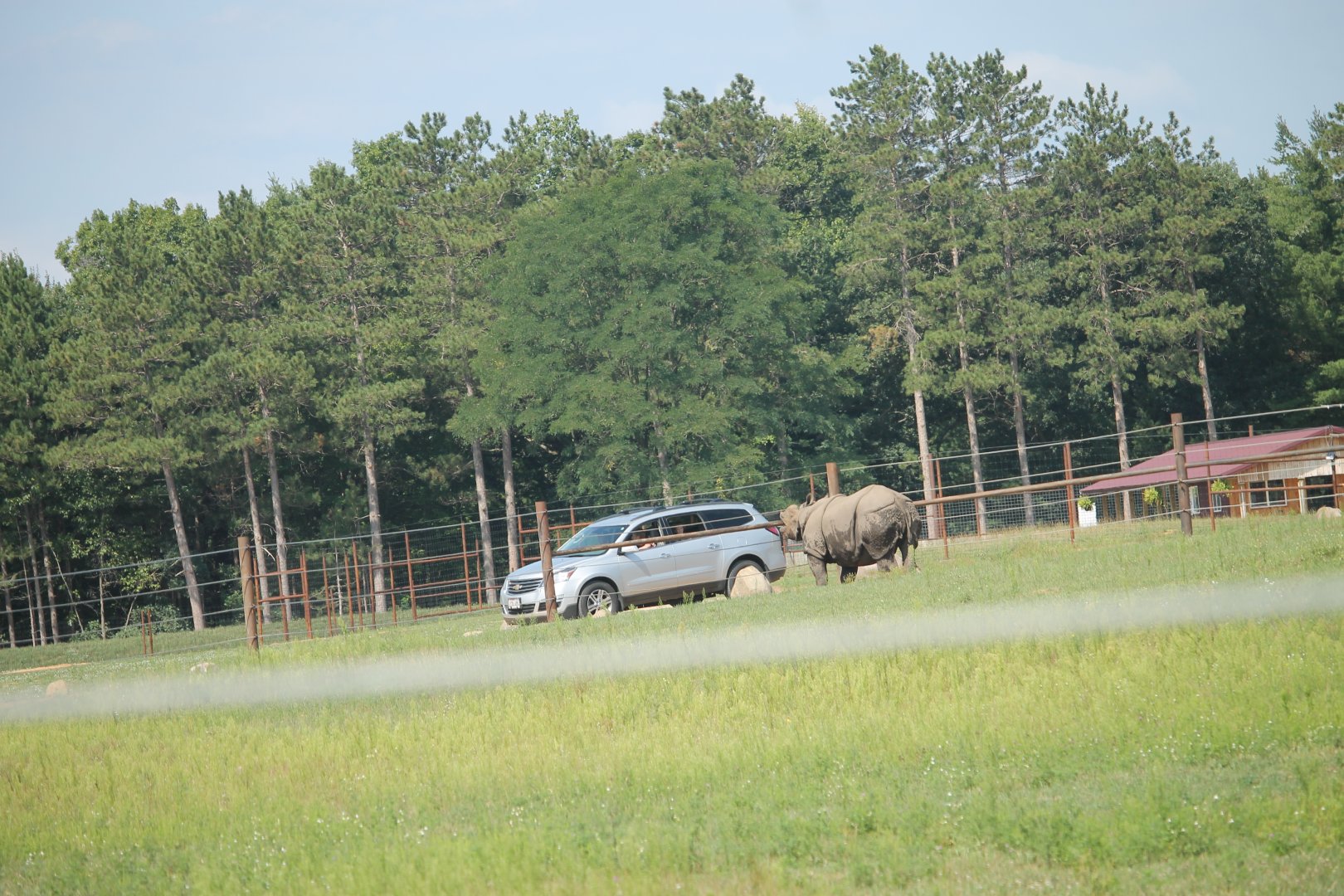 Example field and hungry rhino