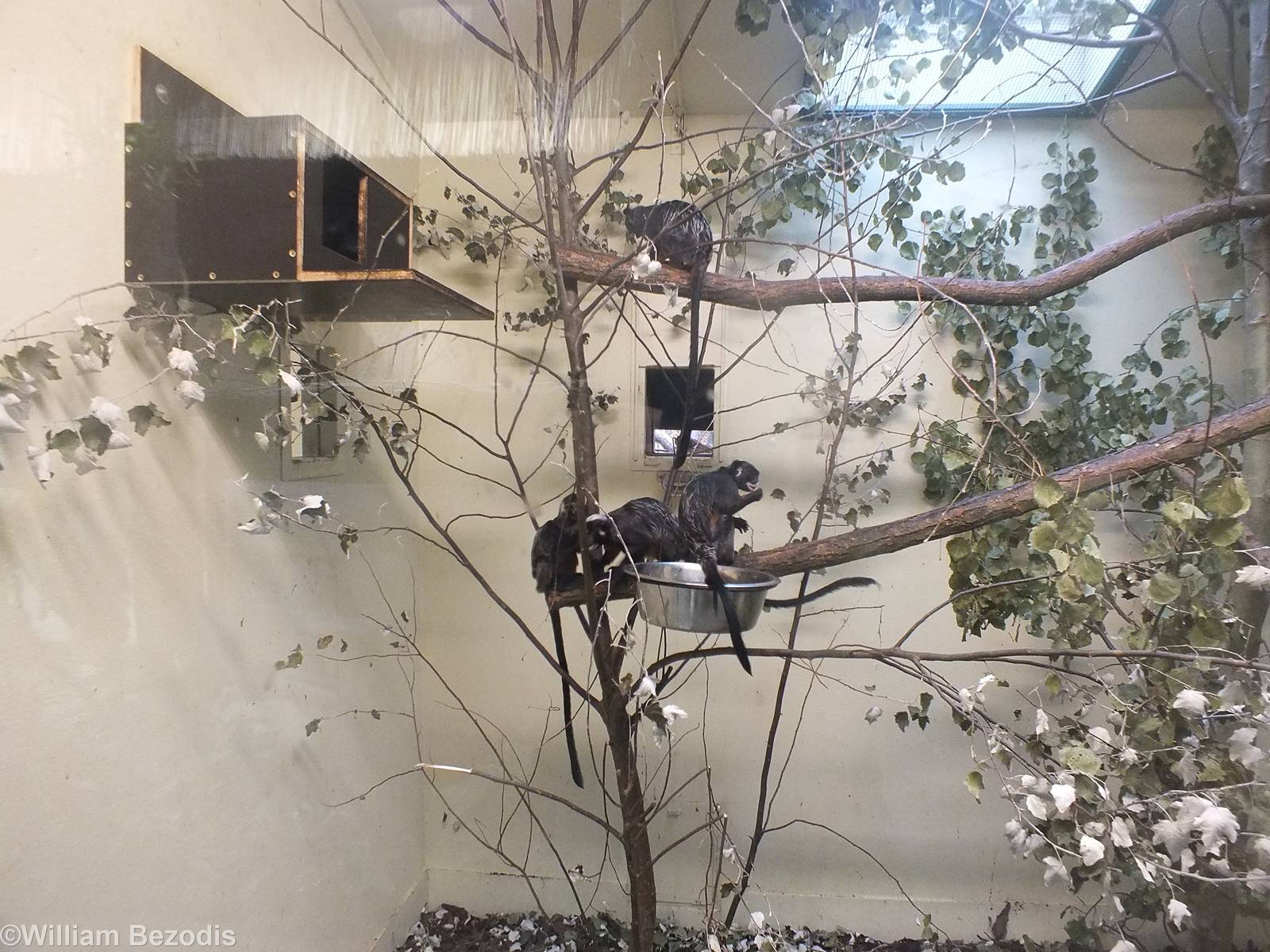 Example Indoor Primate Enclosure in 'Amazonia'