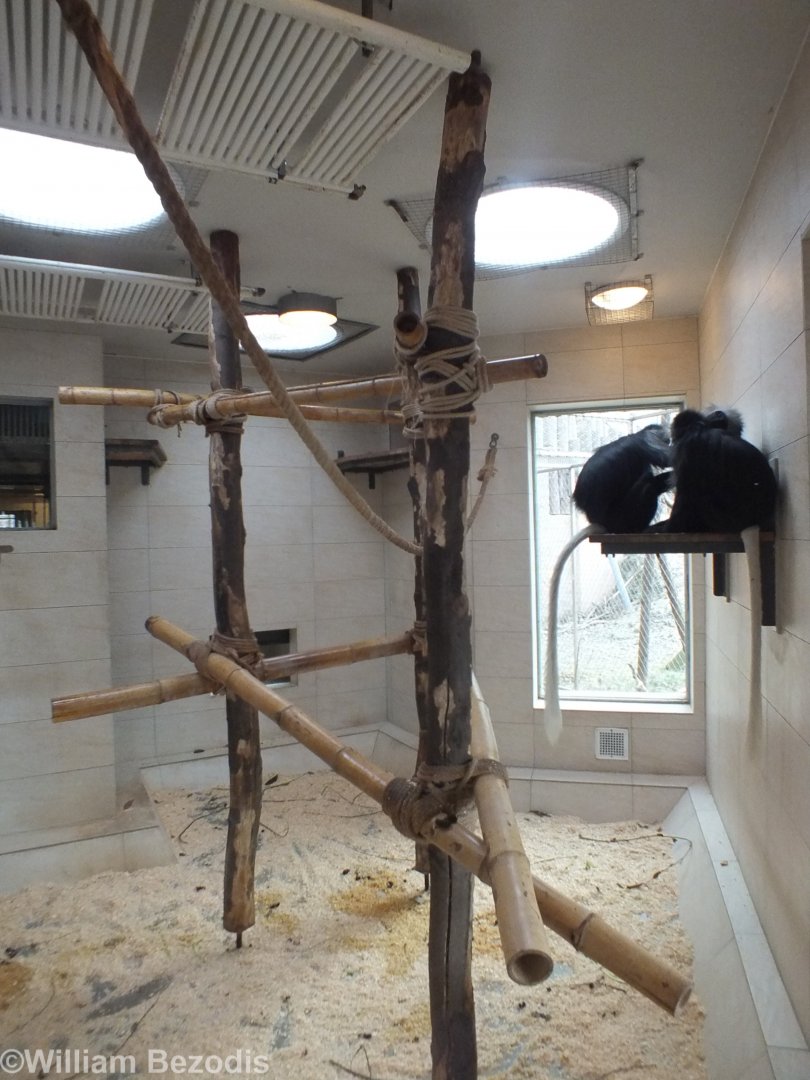 Example Indoor Primate Enclosure in the Africa Section