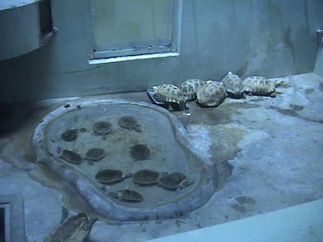 Example of an exhibit in the Reptile House