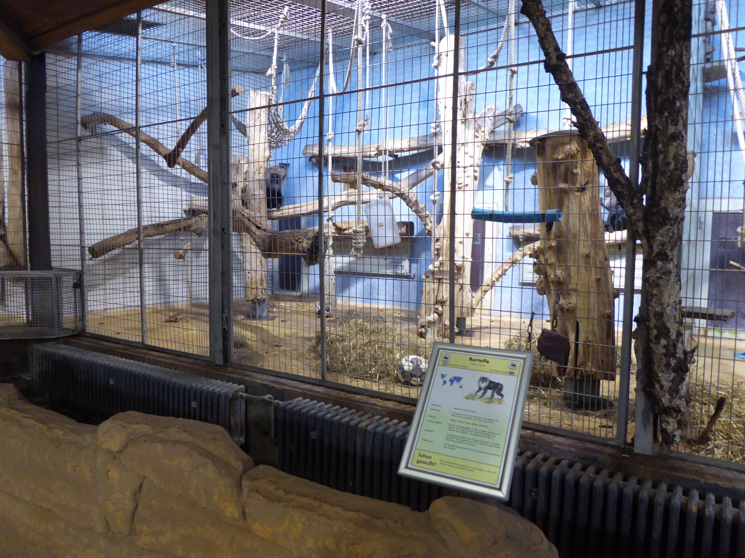 Example of Ape House indoor exhibitry