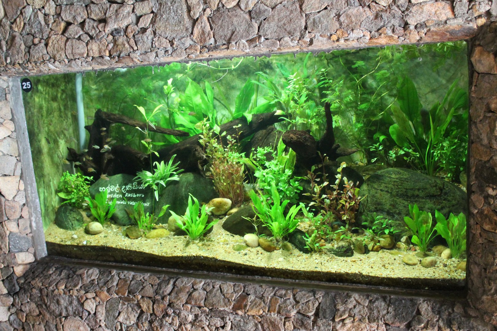 example of aquarium