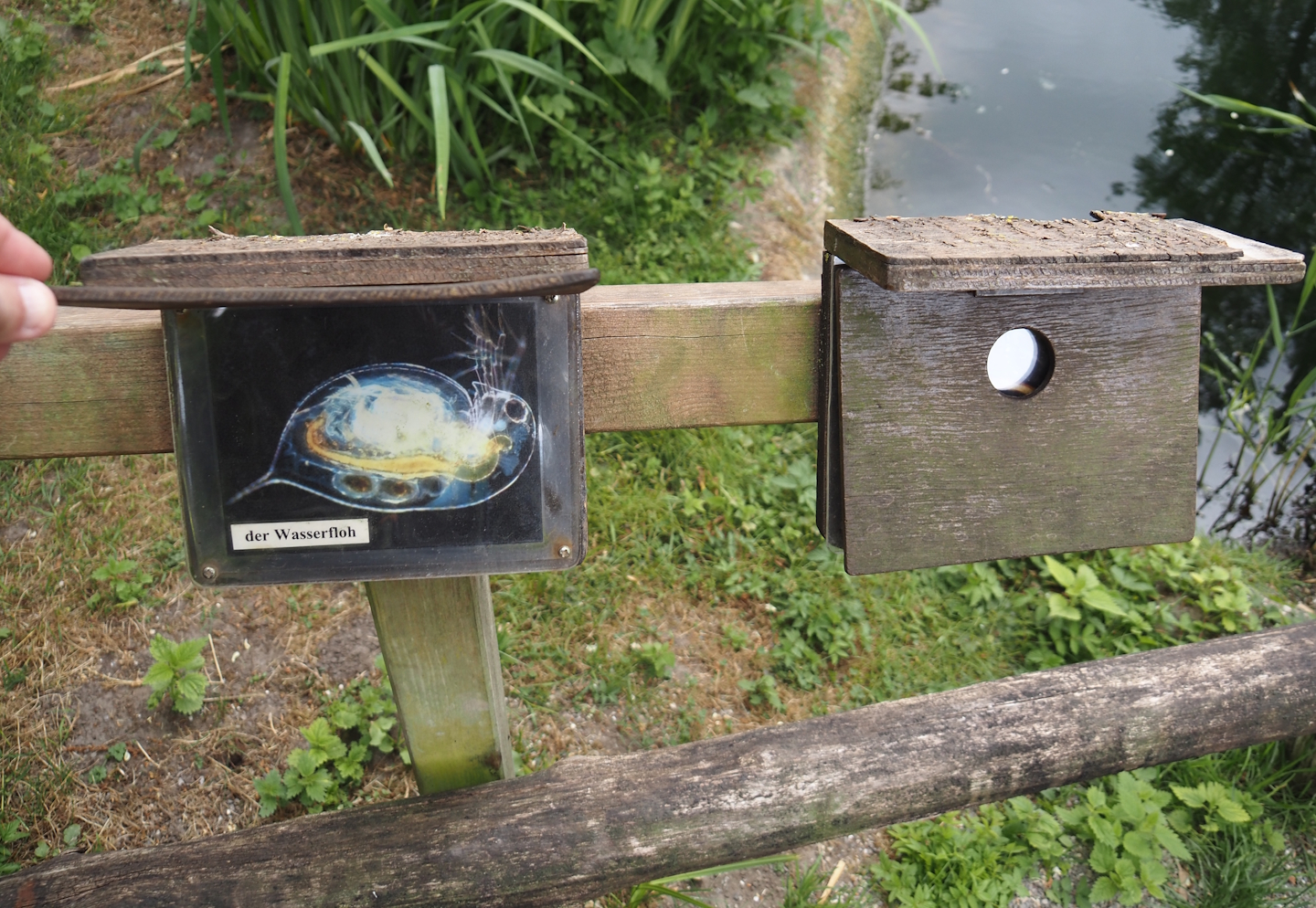 Example of aquatic (micro)invertebrate education signs in the wildlife pond and aquatic native wildlife education area, 2025-05-22