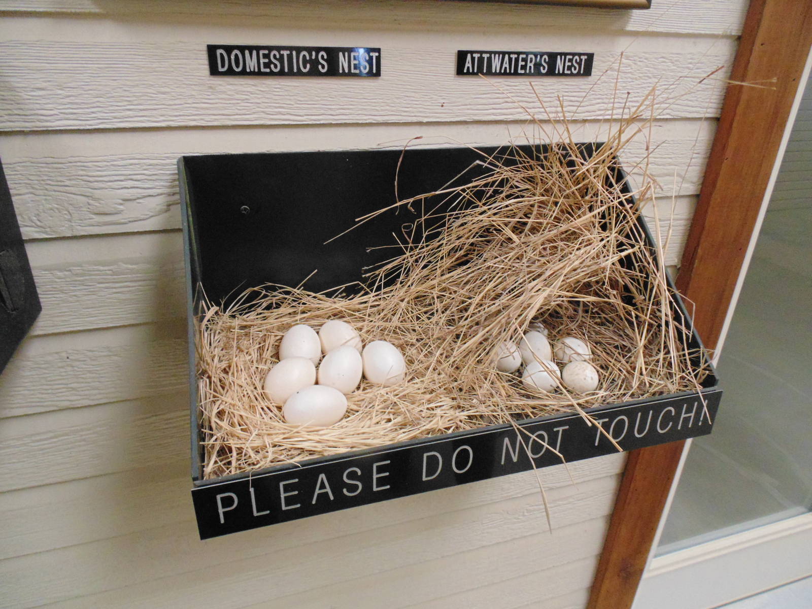 example of Attwater's Prairie Chicken Nest
