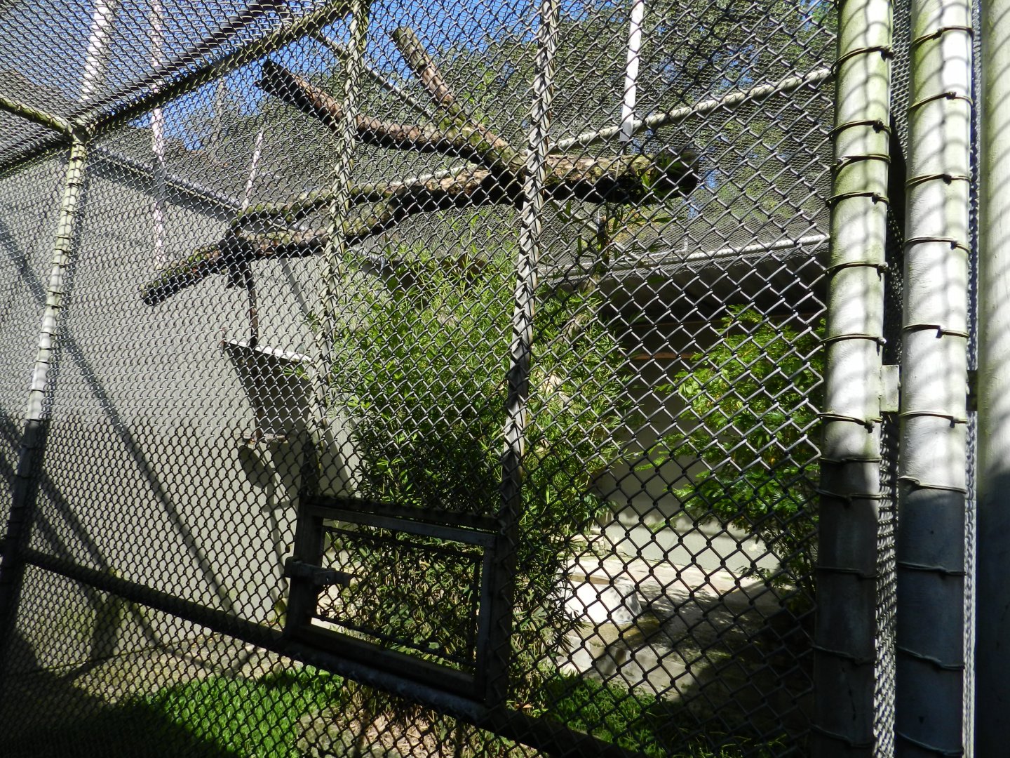 Example of backstage aviary for lear's macaw - Belo Horizonte zoo