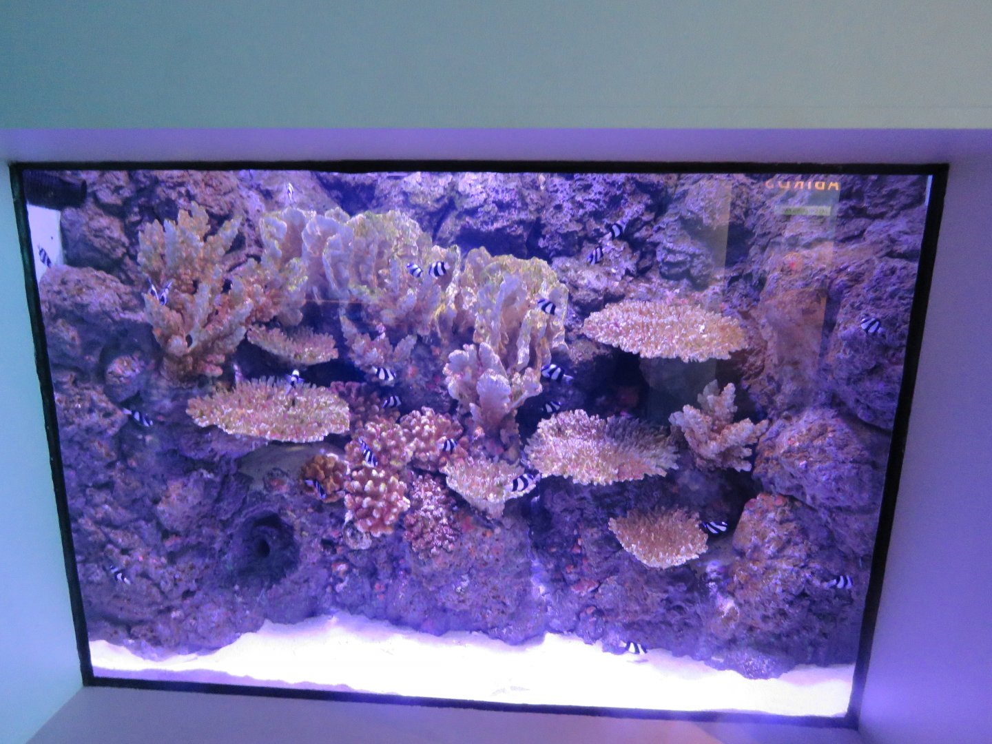 Example of barrier reef tanks