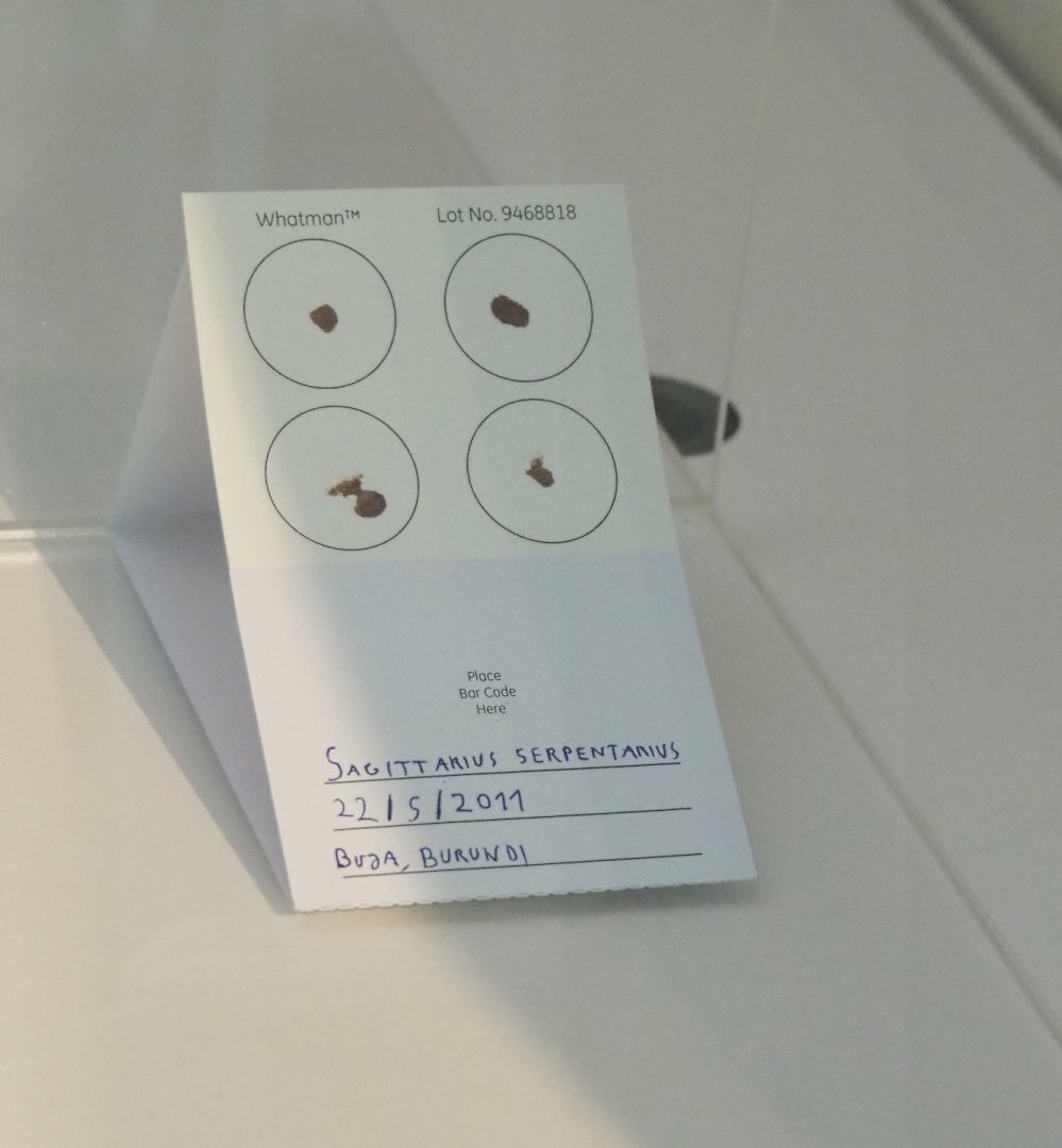 Example of blood samples for DNA analysis, collected from a Secretary bird in Burundi, 2021-10-20