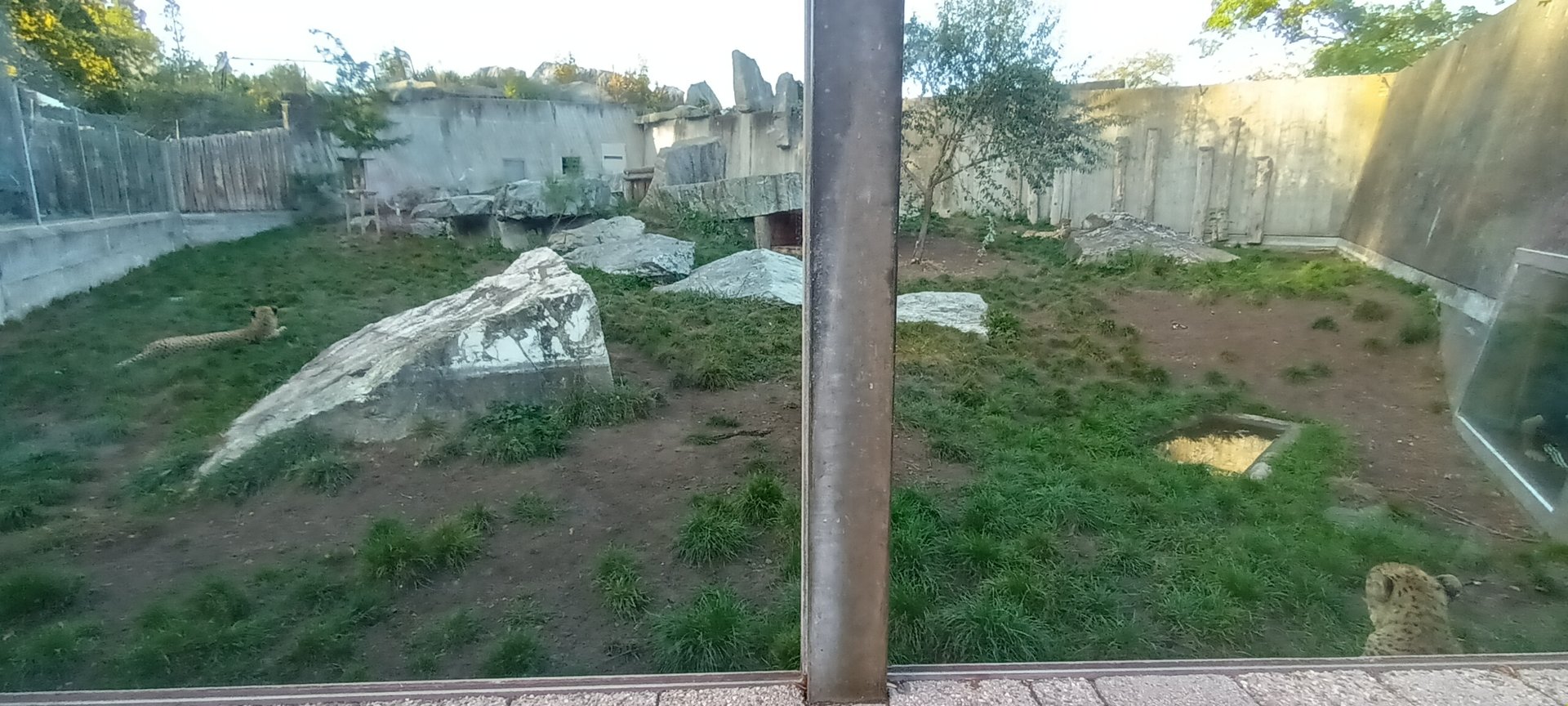Example of Cheetah Enclosure