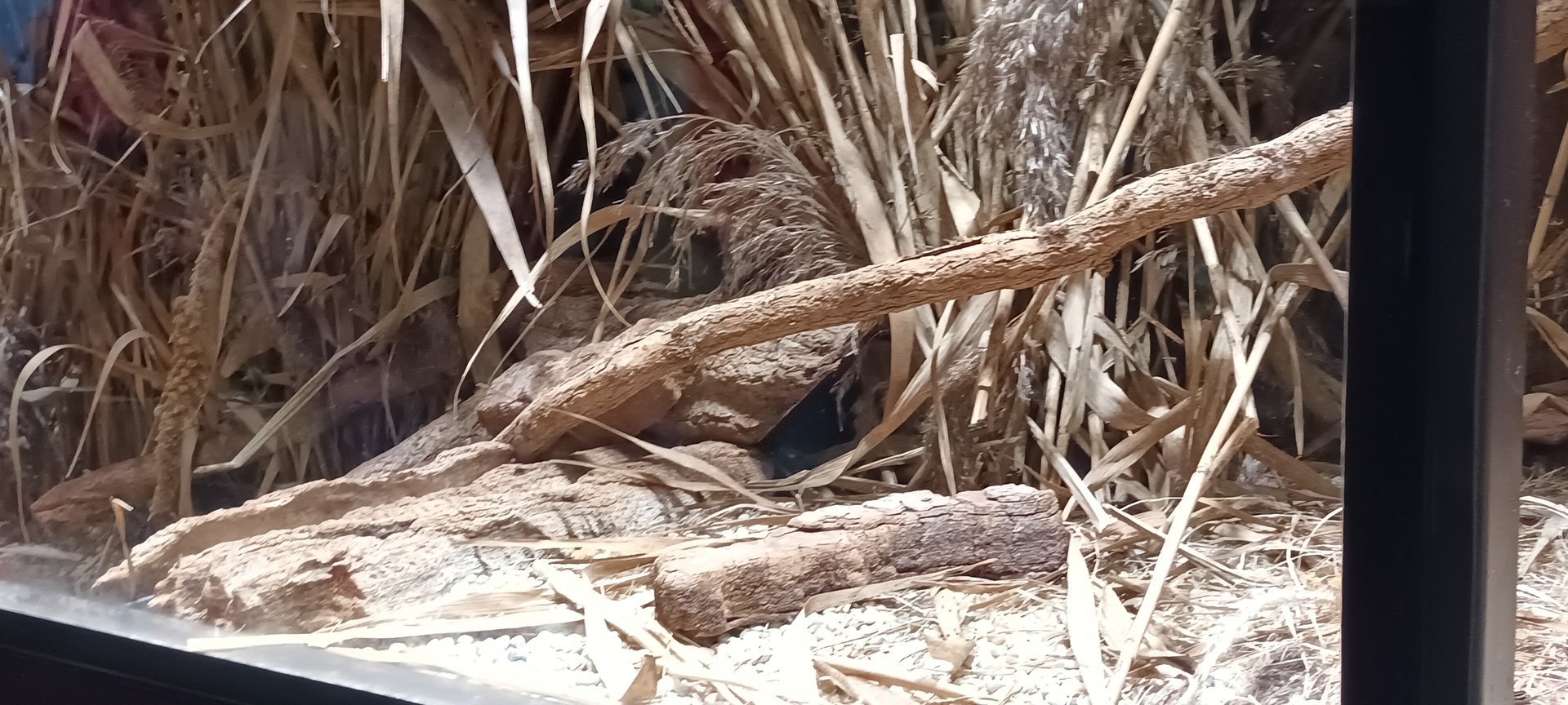 Example of Eurasian Harvest Mouse Enclosure