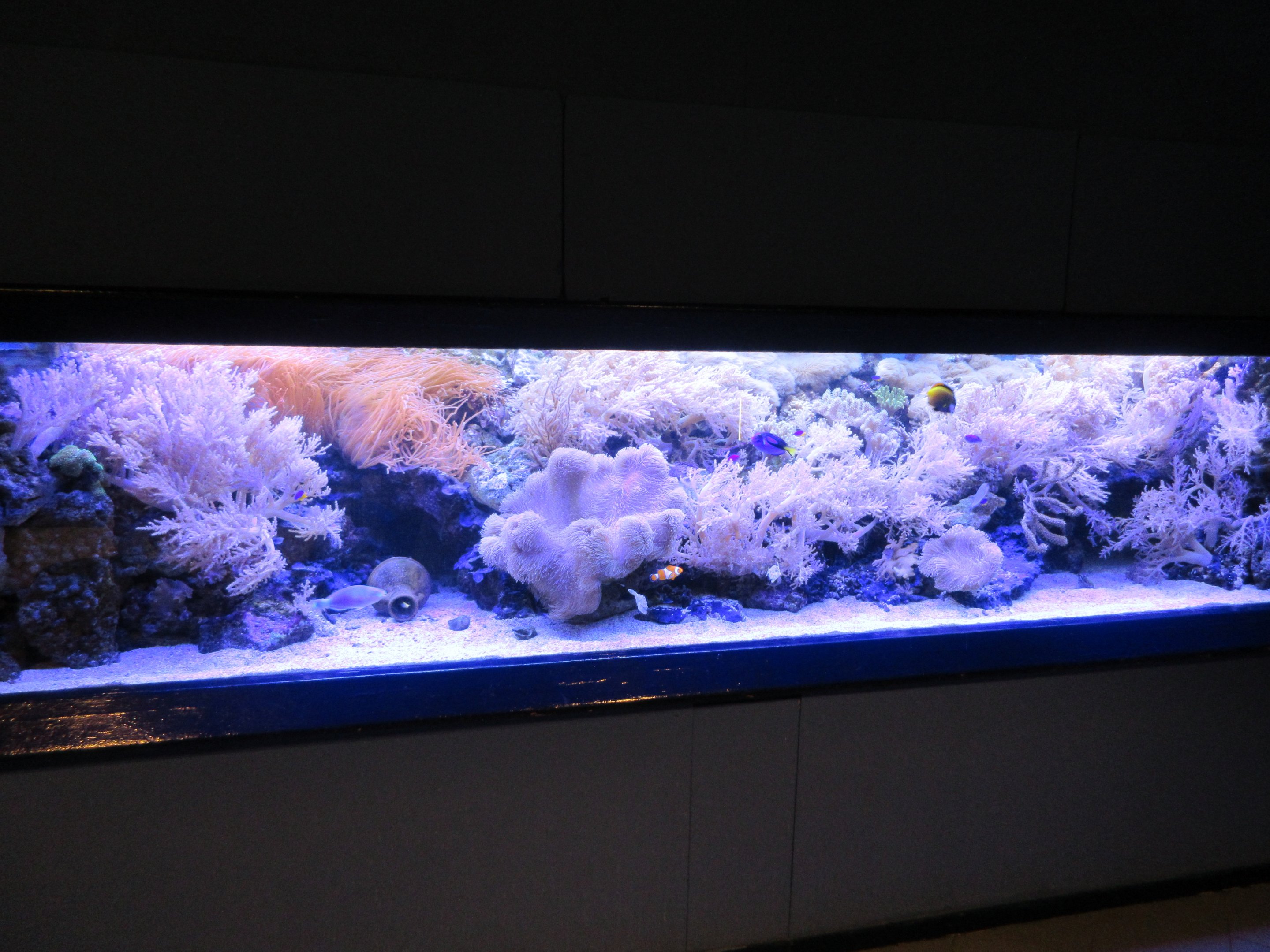 Example of fish tank