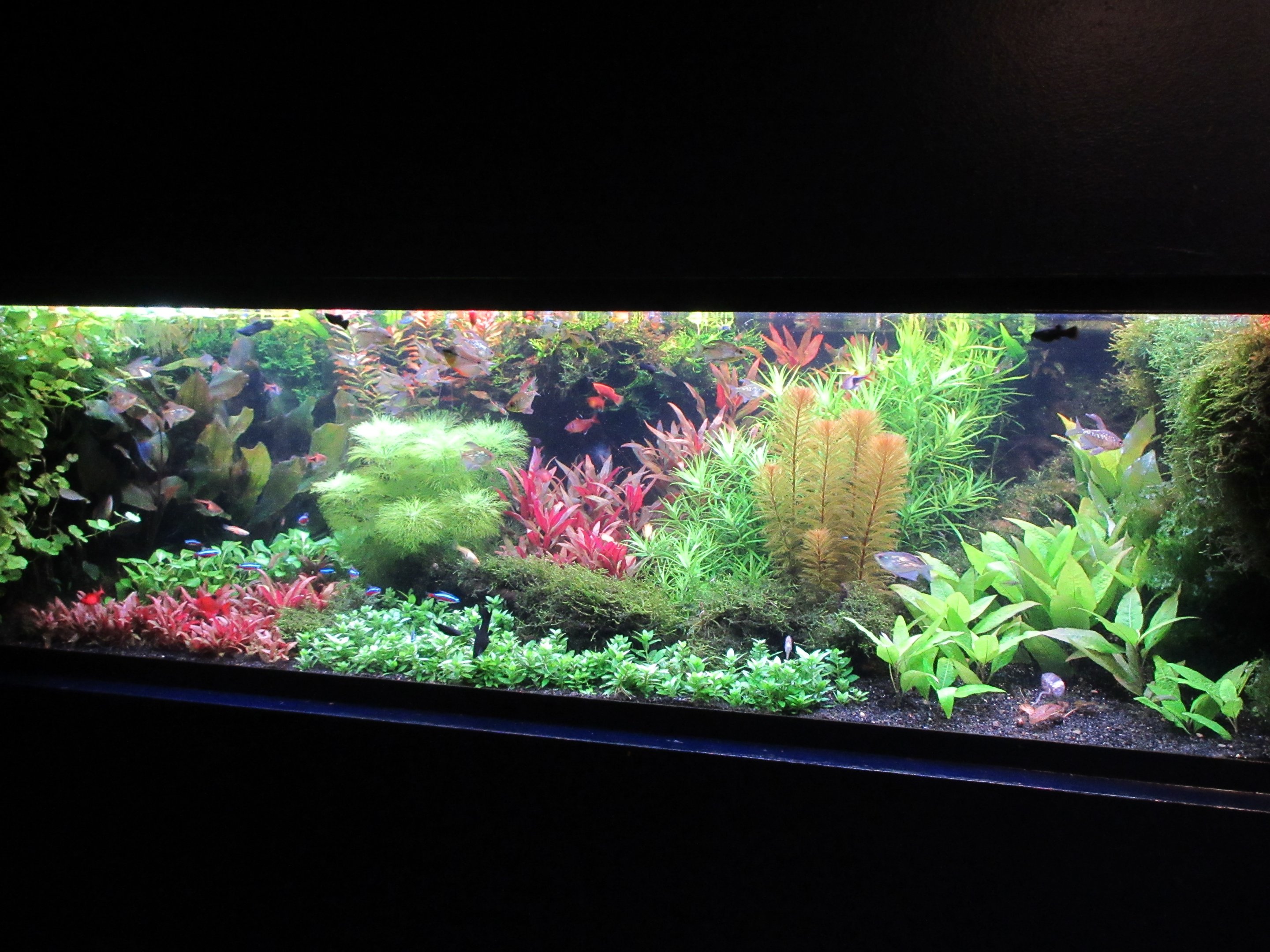 Example of fish tank