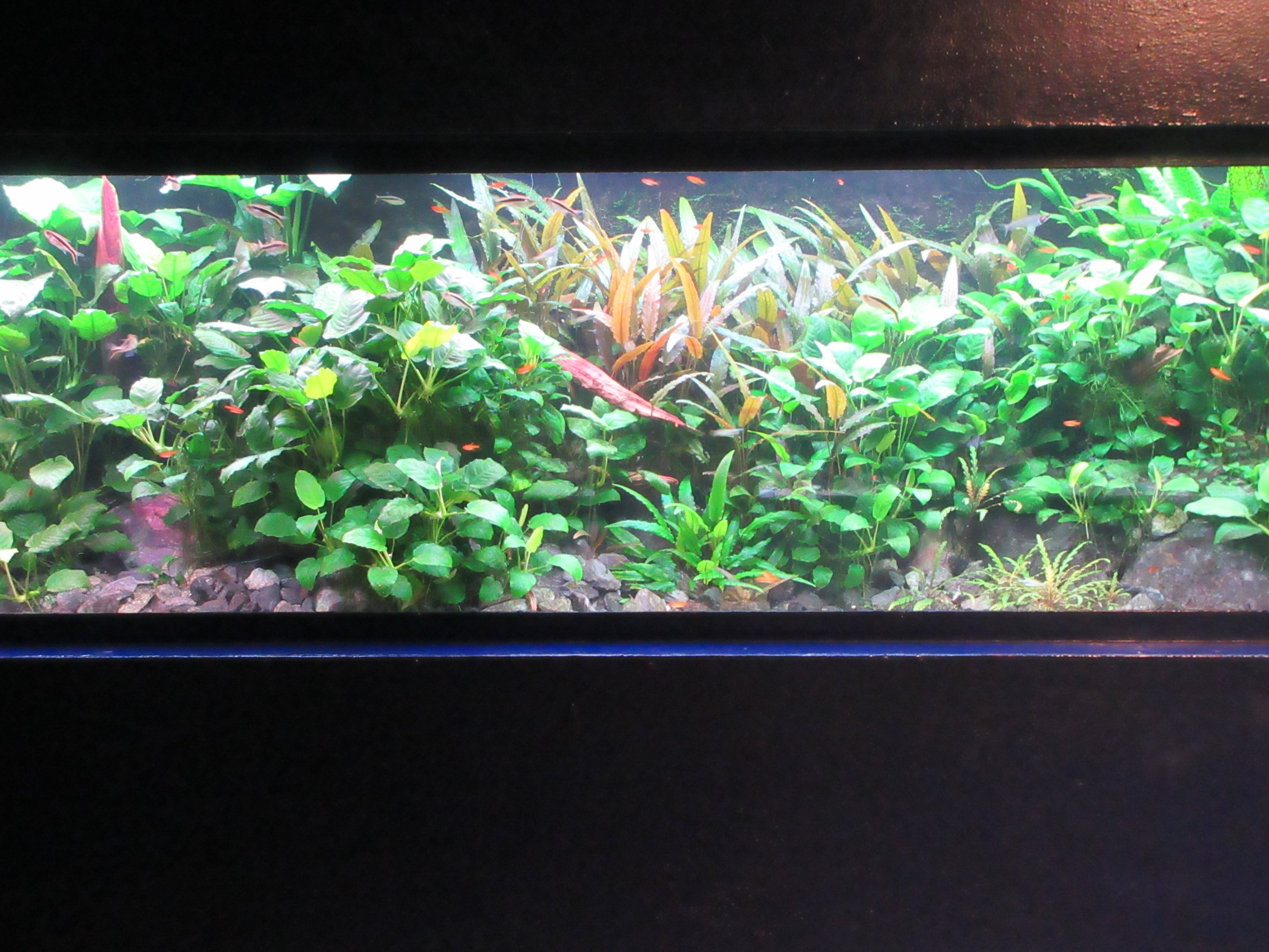 Example of fish tank