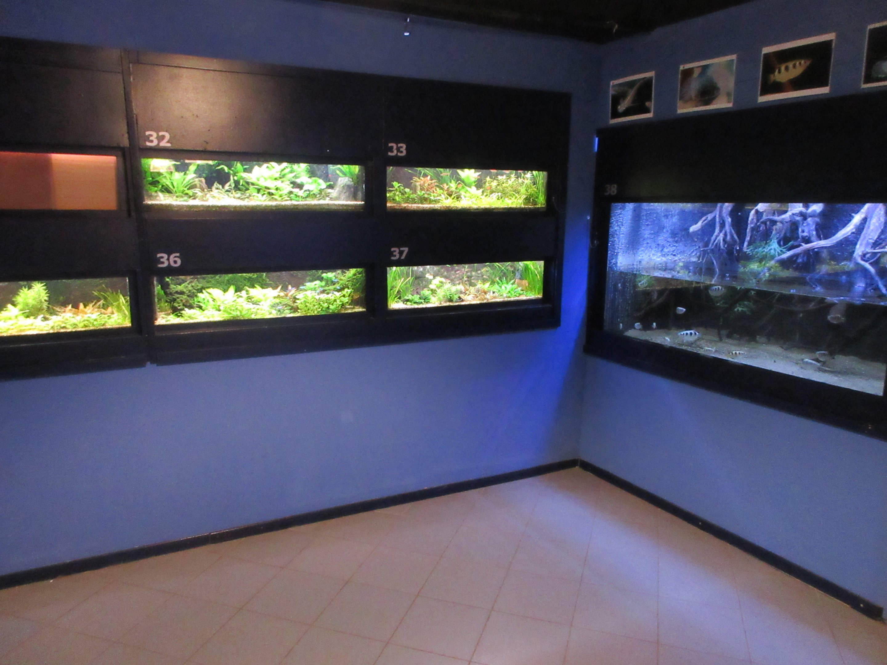 Example of fish tanks