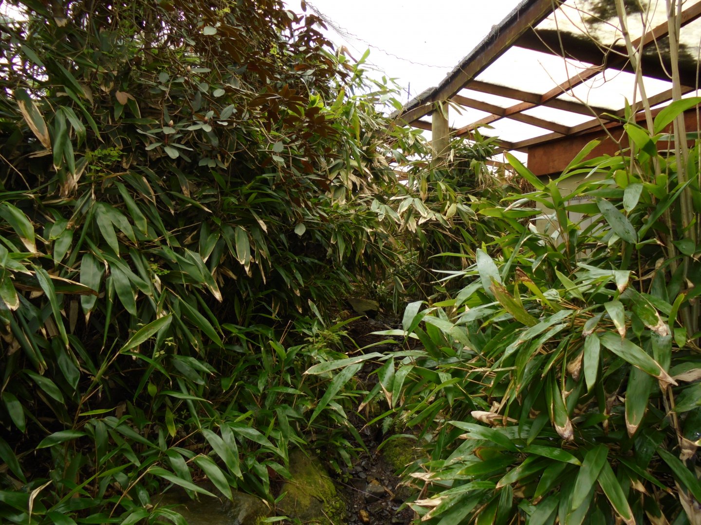 Example of Foliage in the Jewels of the Forest