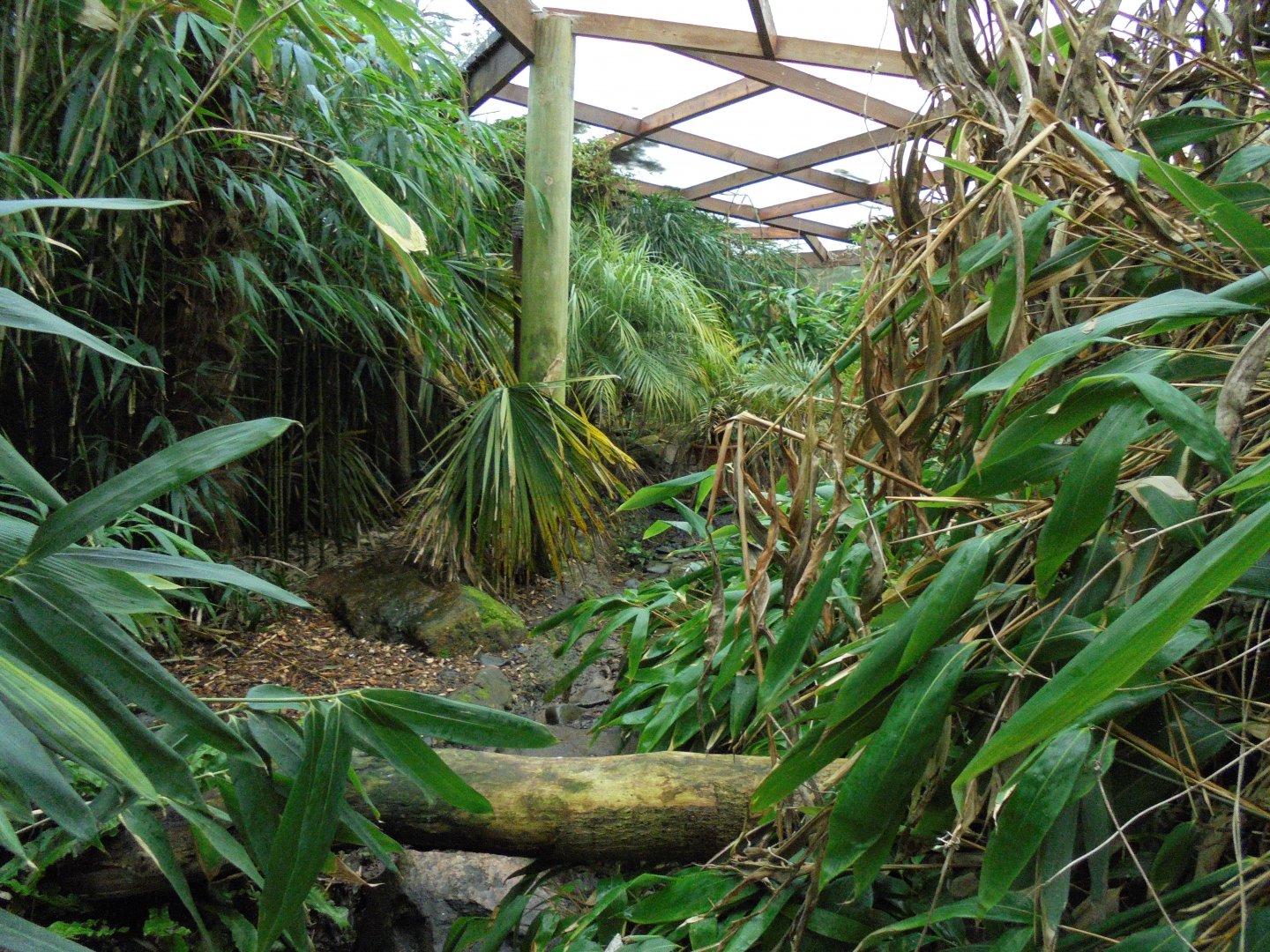 Example of Foliage in the Jewels of the Forest