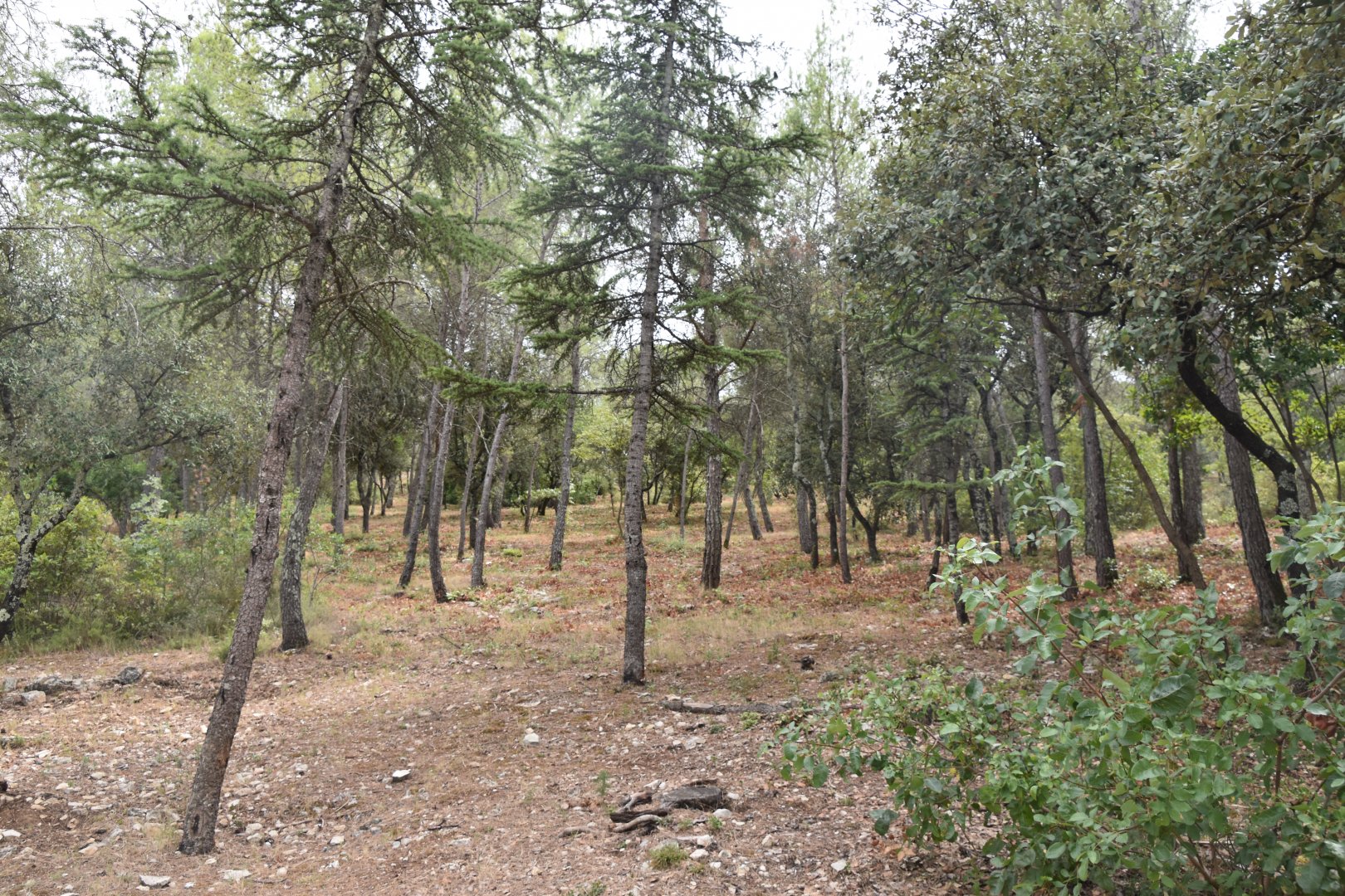 Example of forest in the Zoo