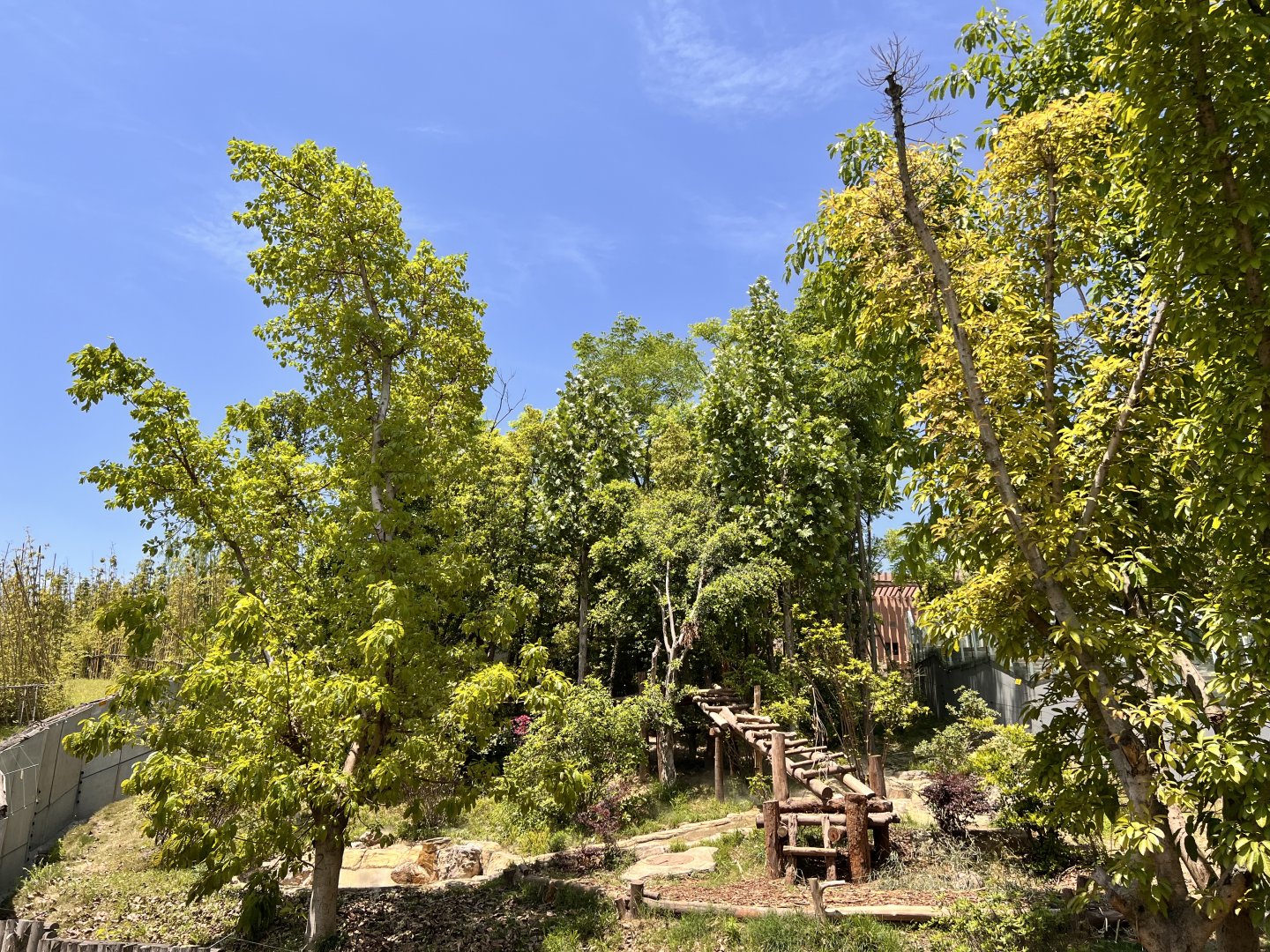 Example of Giant Panda Exhibit