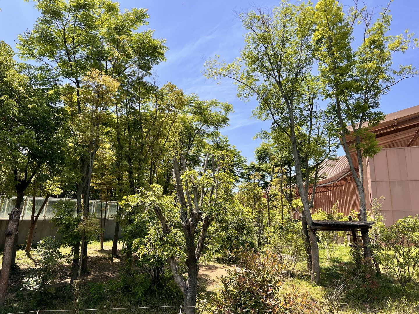 Example of Giant Panda Exhibit