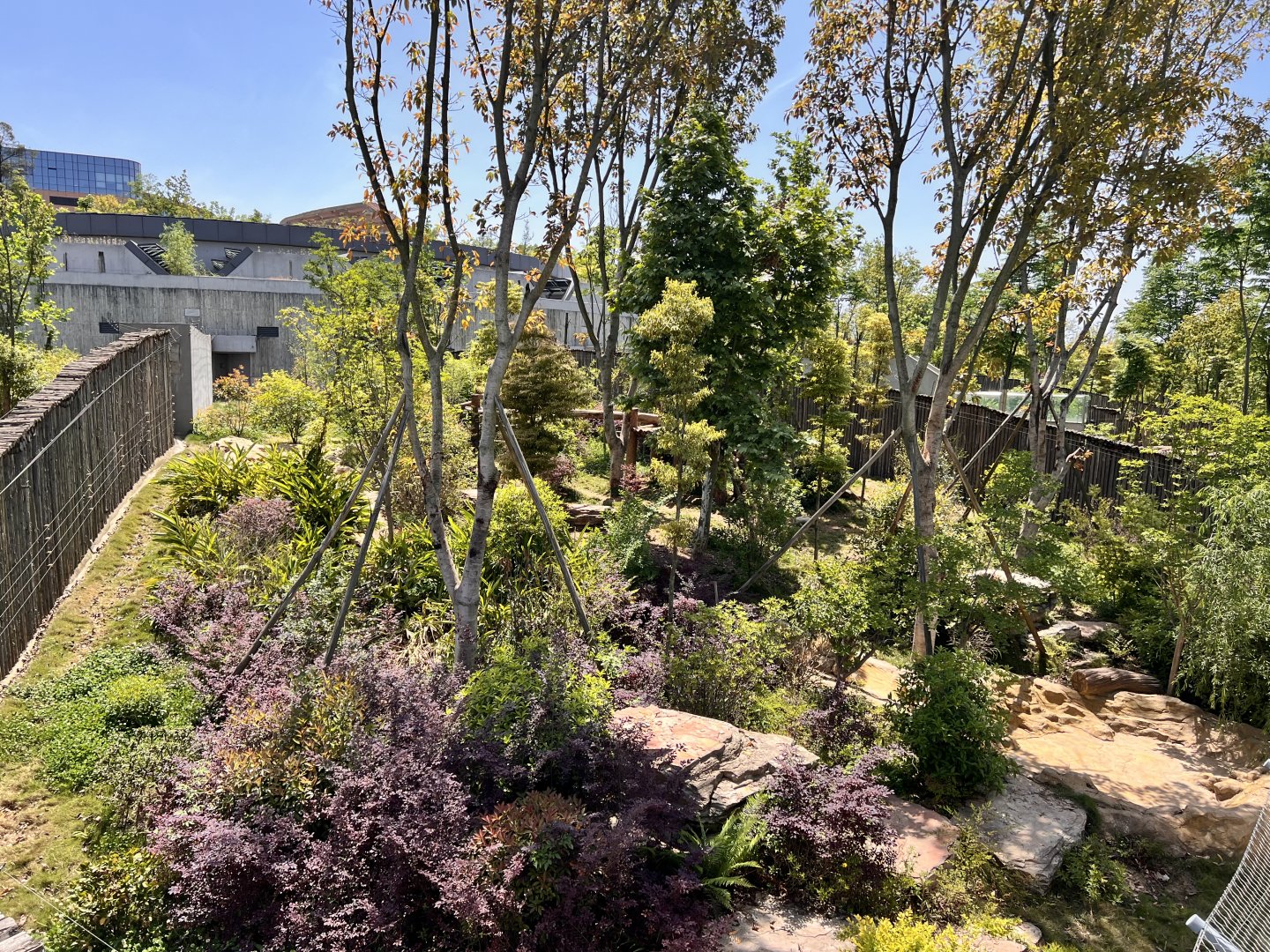 Example of Giant Panda Exhibit