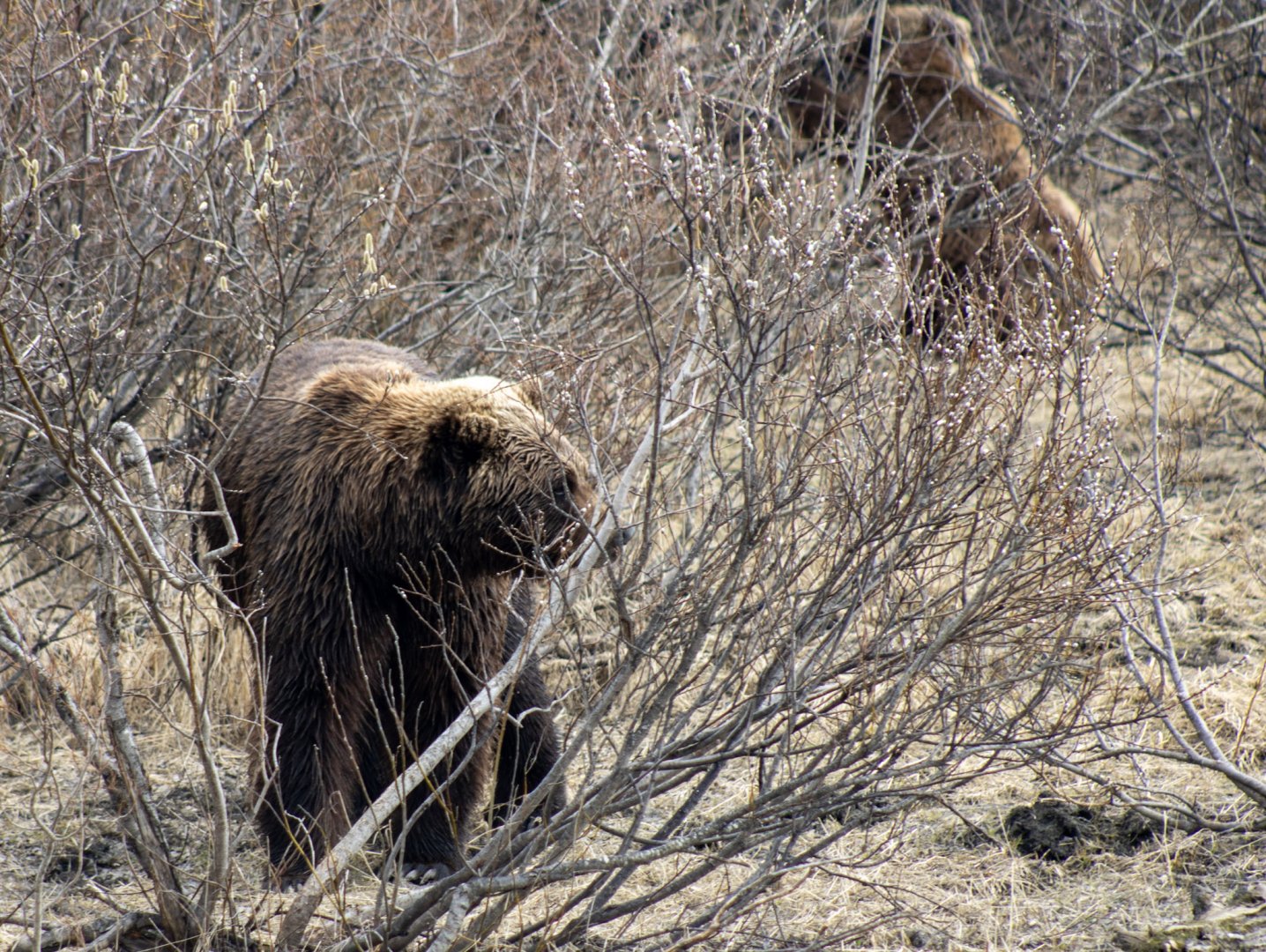 Example of how stunning the brown bear exhibit is.