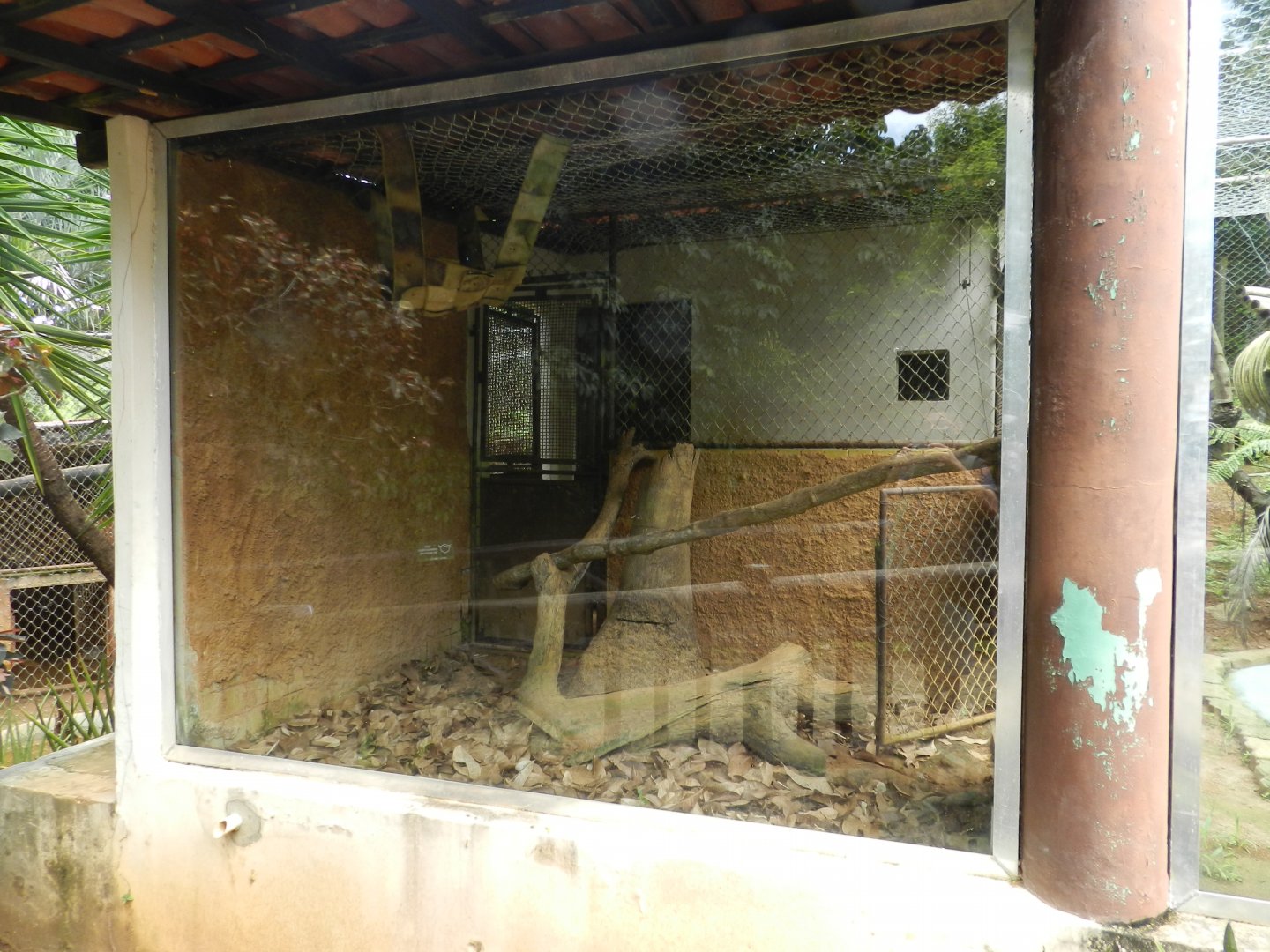 Example of indoor small cat exhibit - Salvador zoo (PZGV)