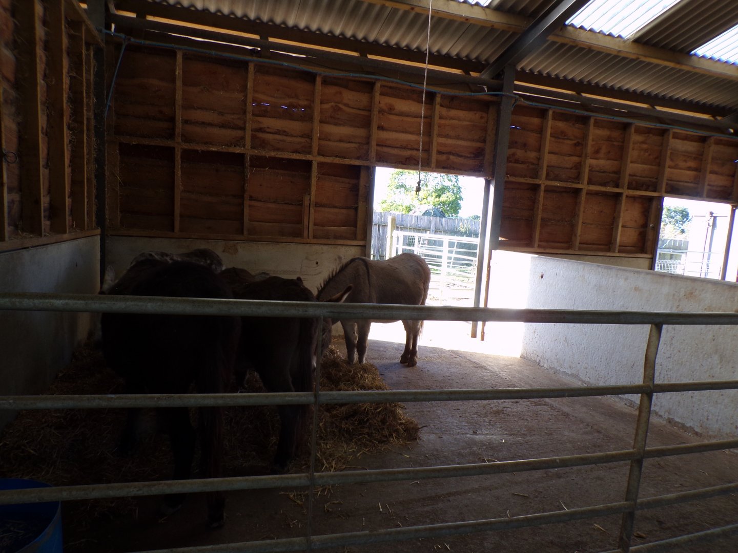 Example of indoor stall inside the farm barn 14.10.23