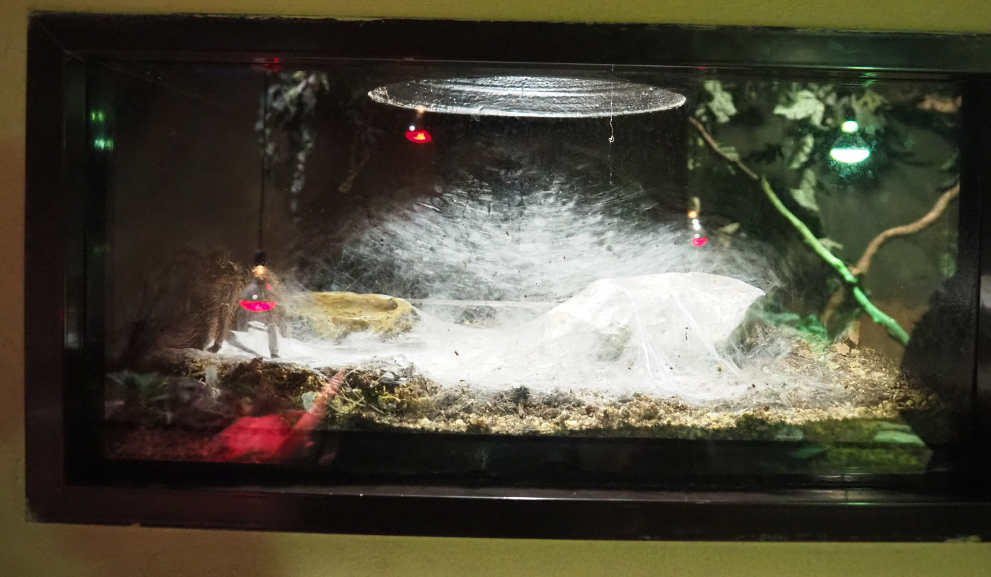 Example of invertebrate terraria - Brazilian salmon pink tarantula, 2020-09-02