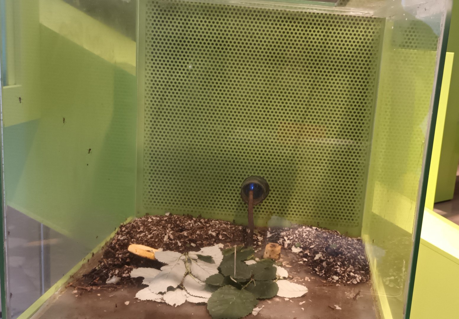 Example of Leaf cutter Ant Habitat