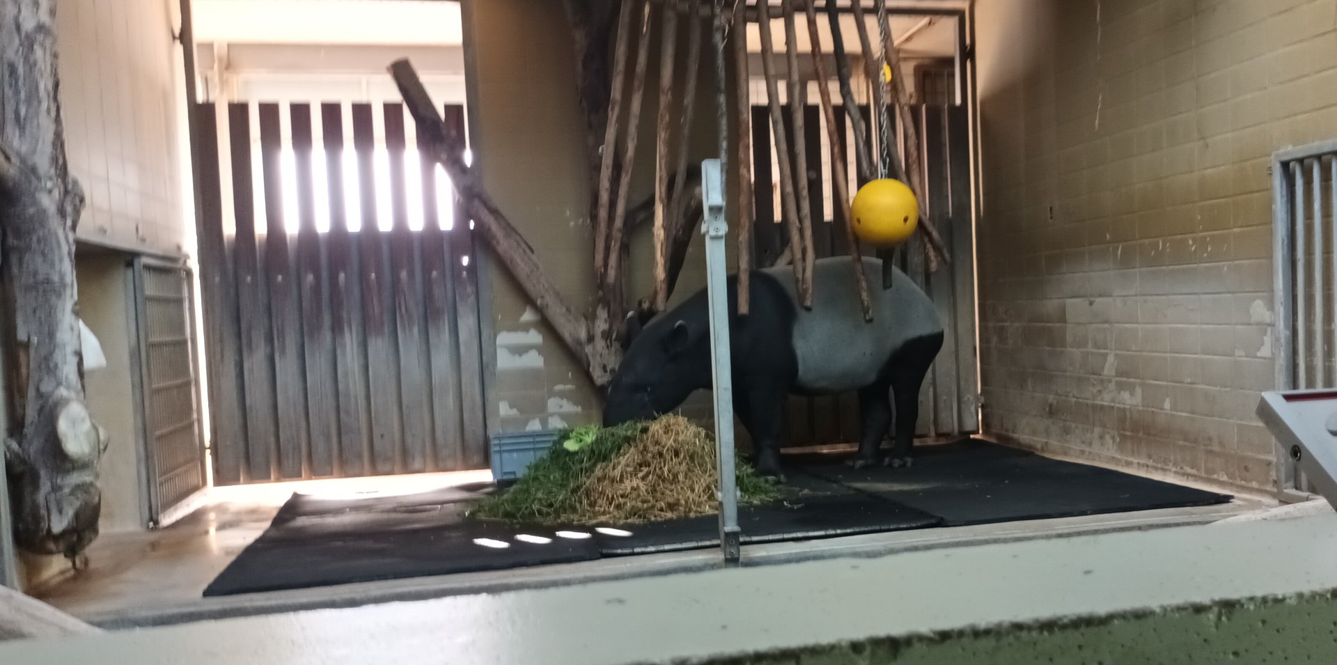 Example of Malayan Tapir indoor Enclosure