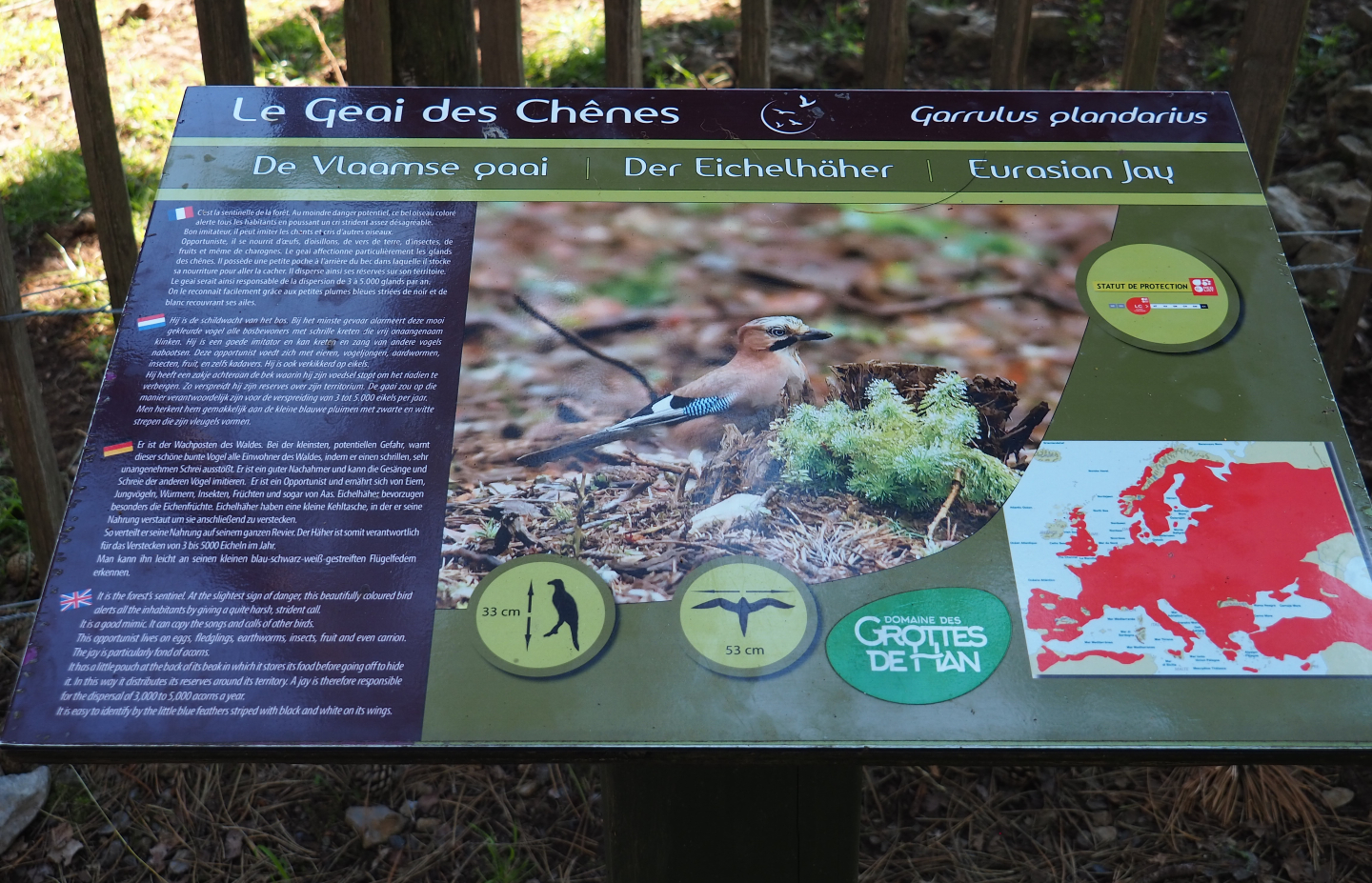 Example of native wildlife signage - Eurasian jay, 2020-07-12