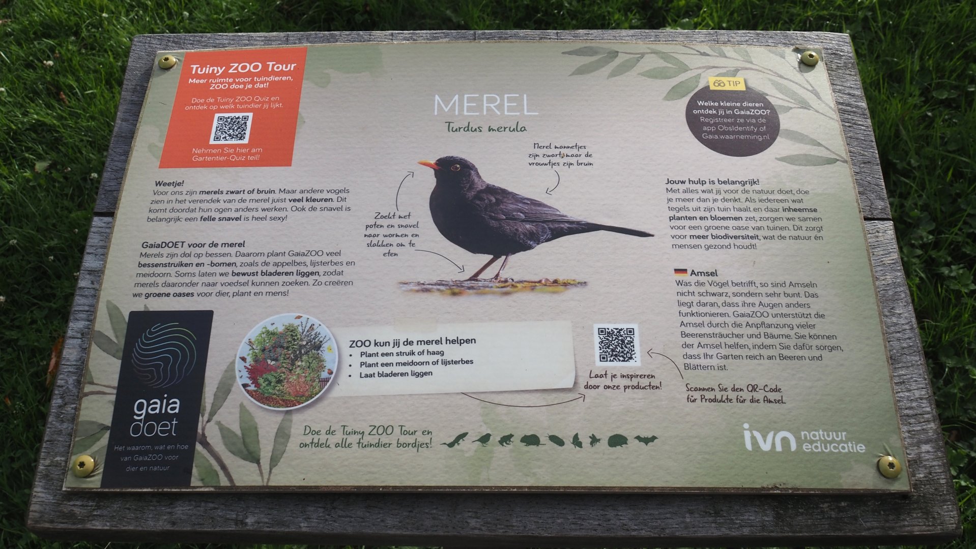Example of native wildlife signage for European blackbird, 2024-08-21