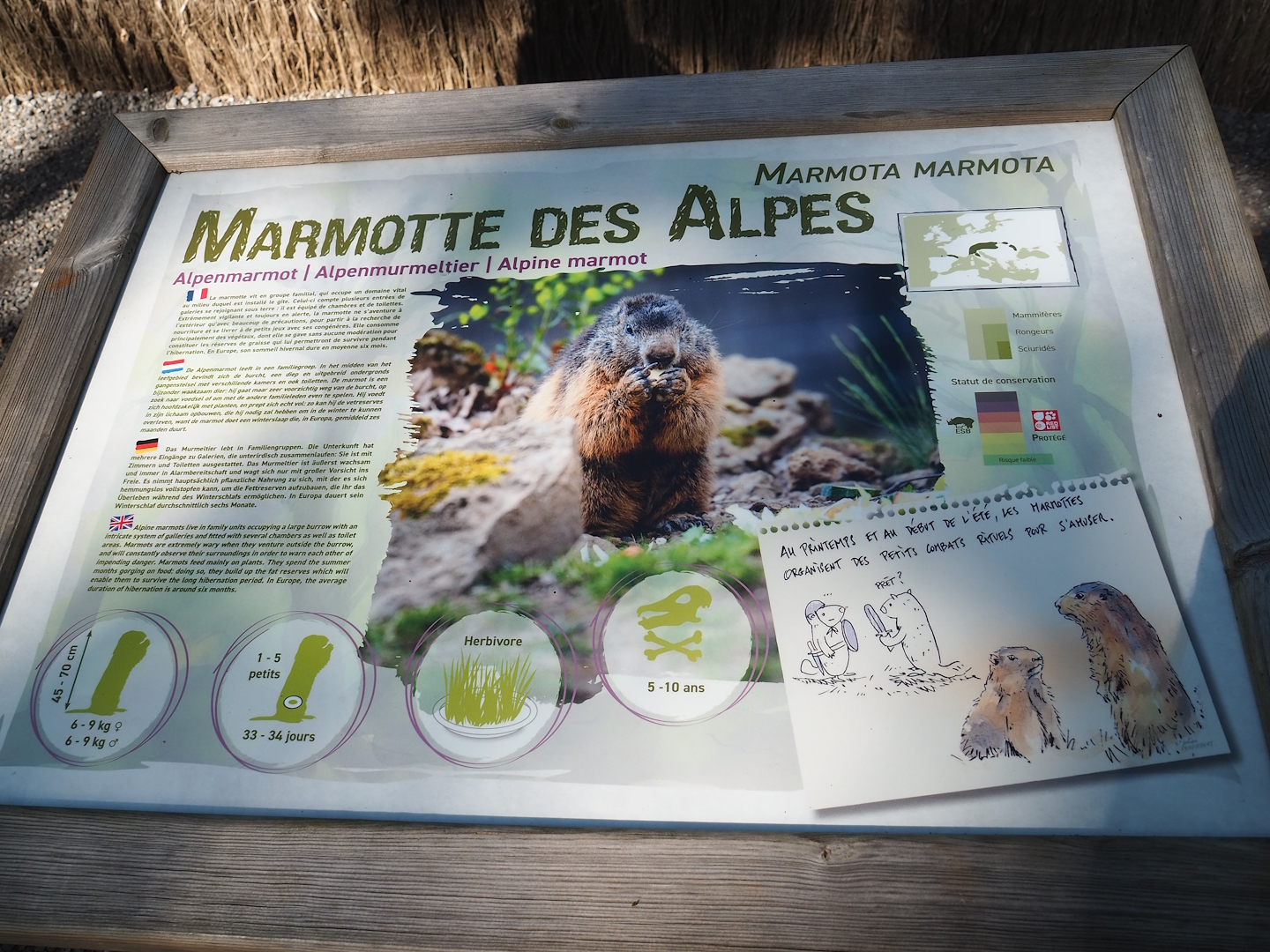 Example of new animal signage for Alpine marmots, 2023-09-26