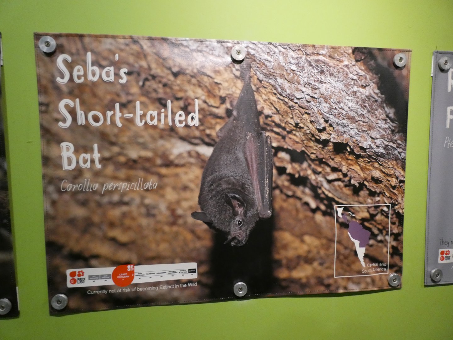 Example of new signage in Fruit Bat Forest