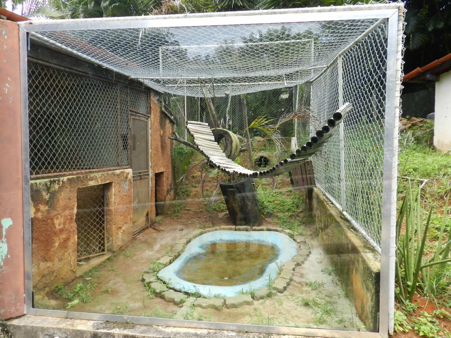 Example of outdoor small cat exhibit - Salvador zoo (PZGV)