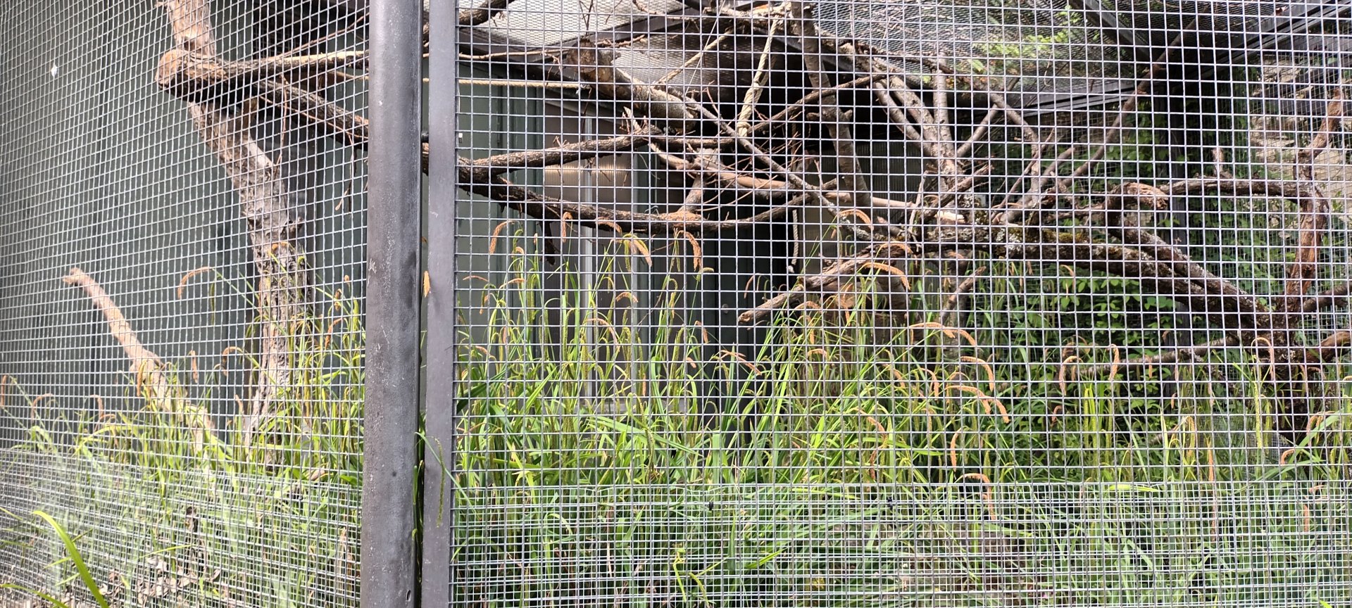 Example of Parrot Aviary