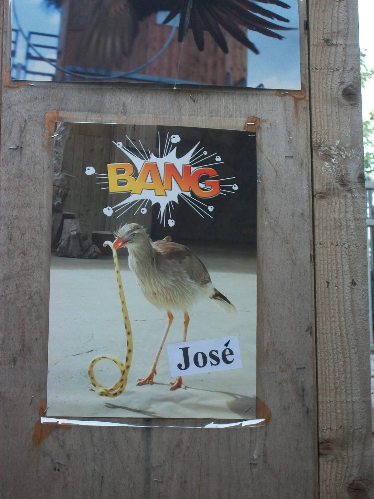 Example of posters on offer at the Bird Show, 9th June 2014