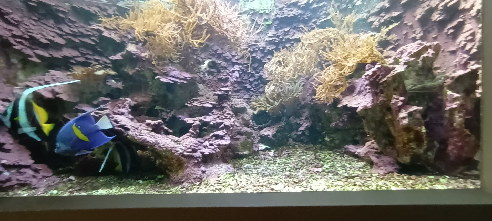 Example of Reef Tank