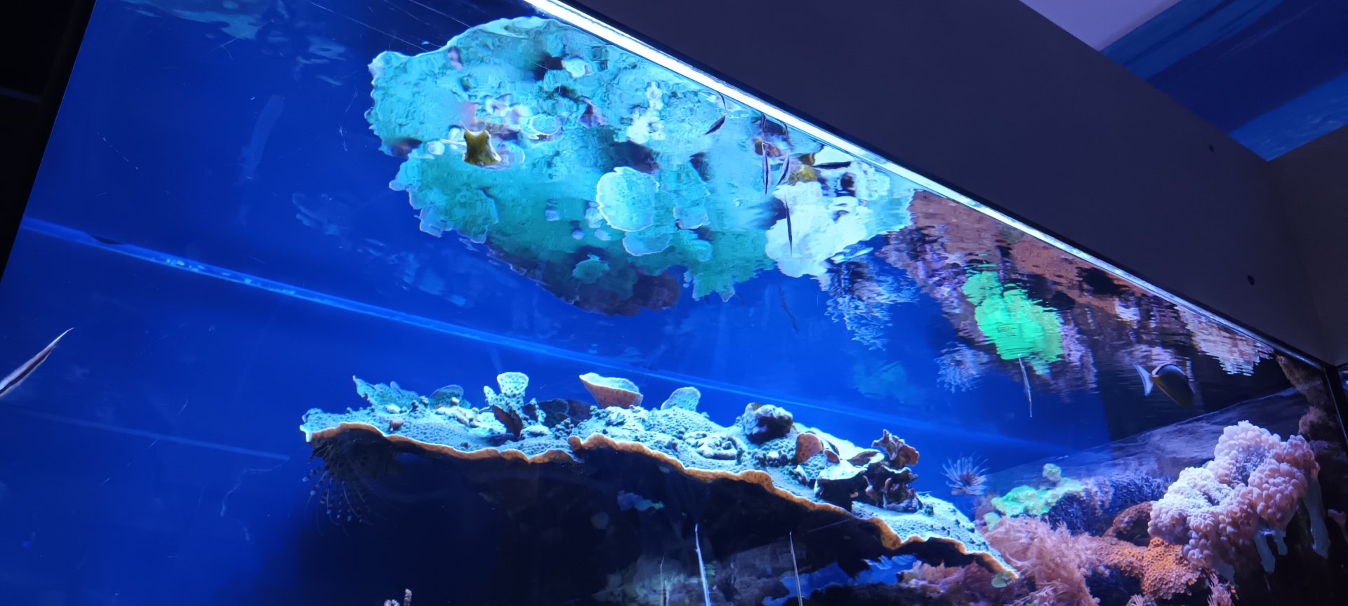 Example of Reef Tank