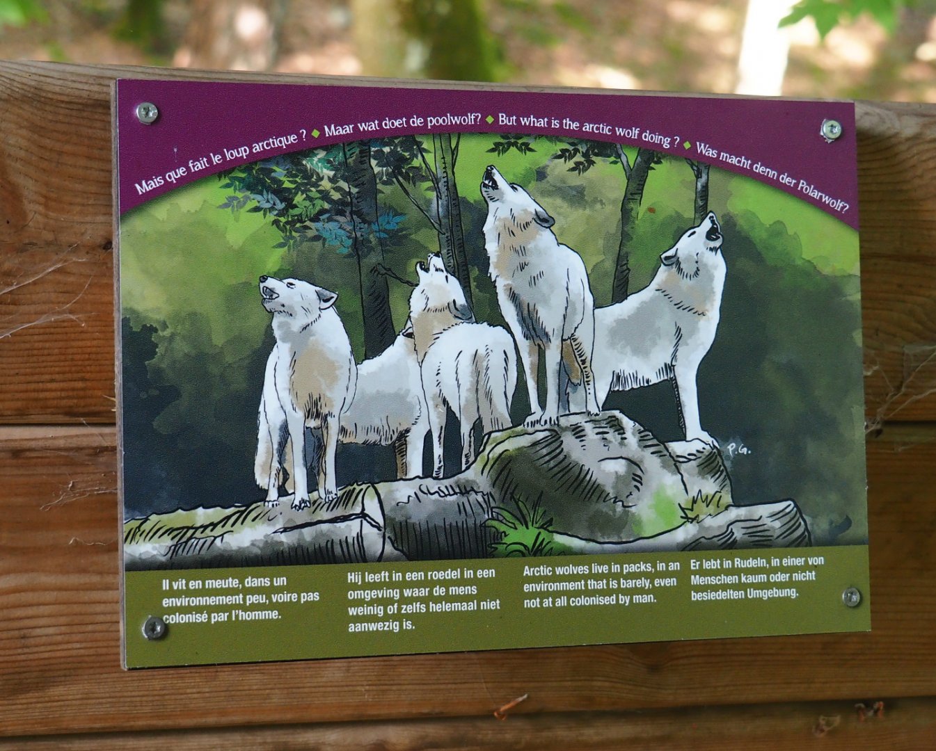 Example of series of signs on Arctic wolf biology, 2021-08-15