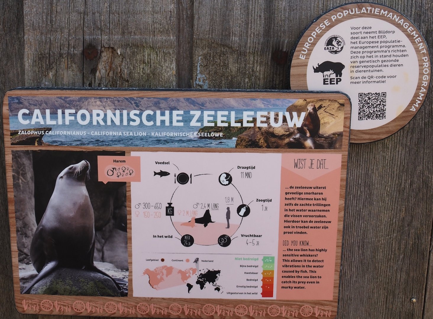 Example of signage - California sea lion, 2024-06-30