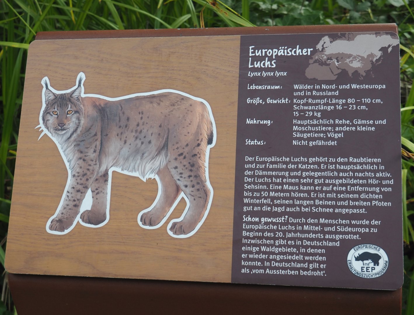 Example of signage - Eurasian lynx, 2024-08-05