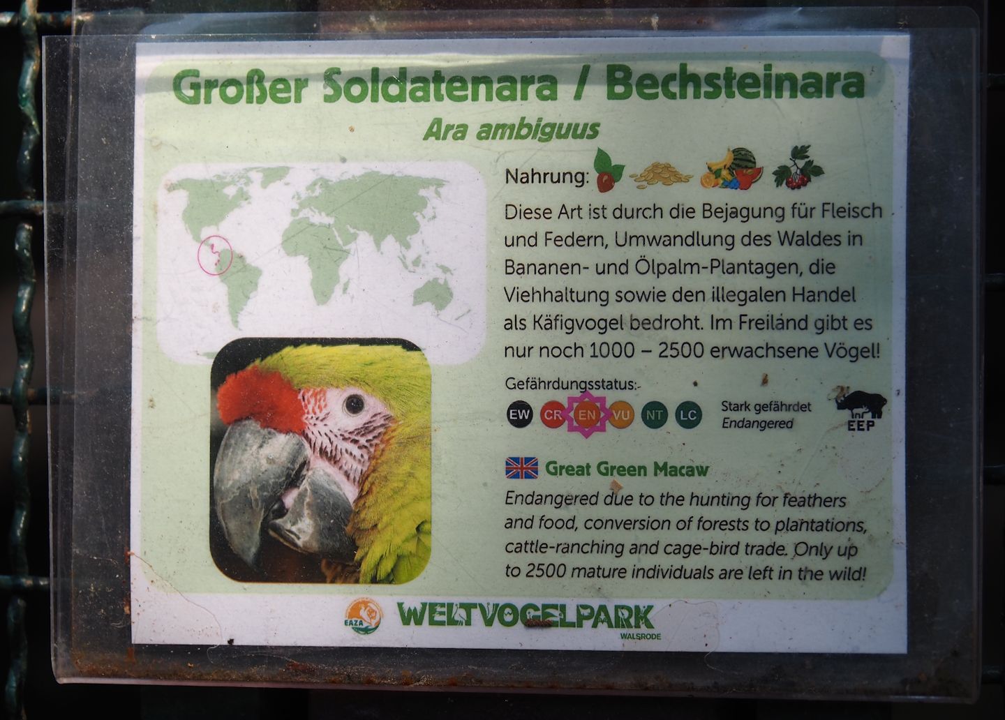 Example of signage - Great green macaw signage, 2024-05-23