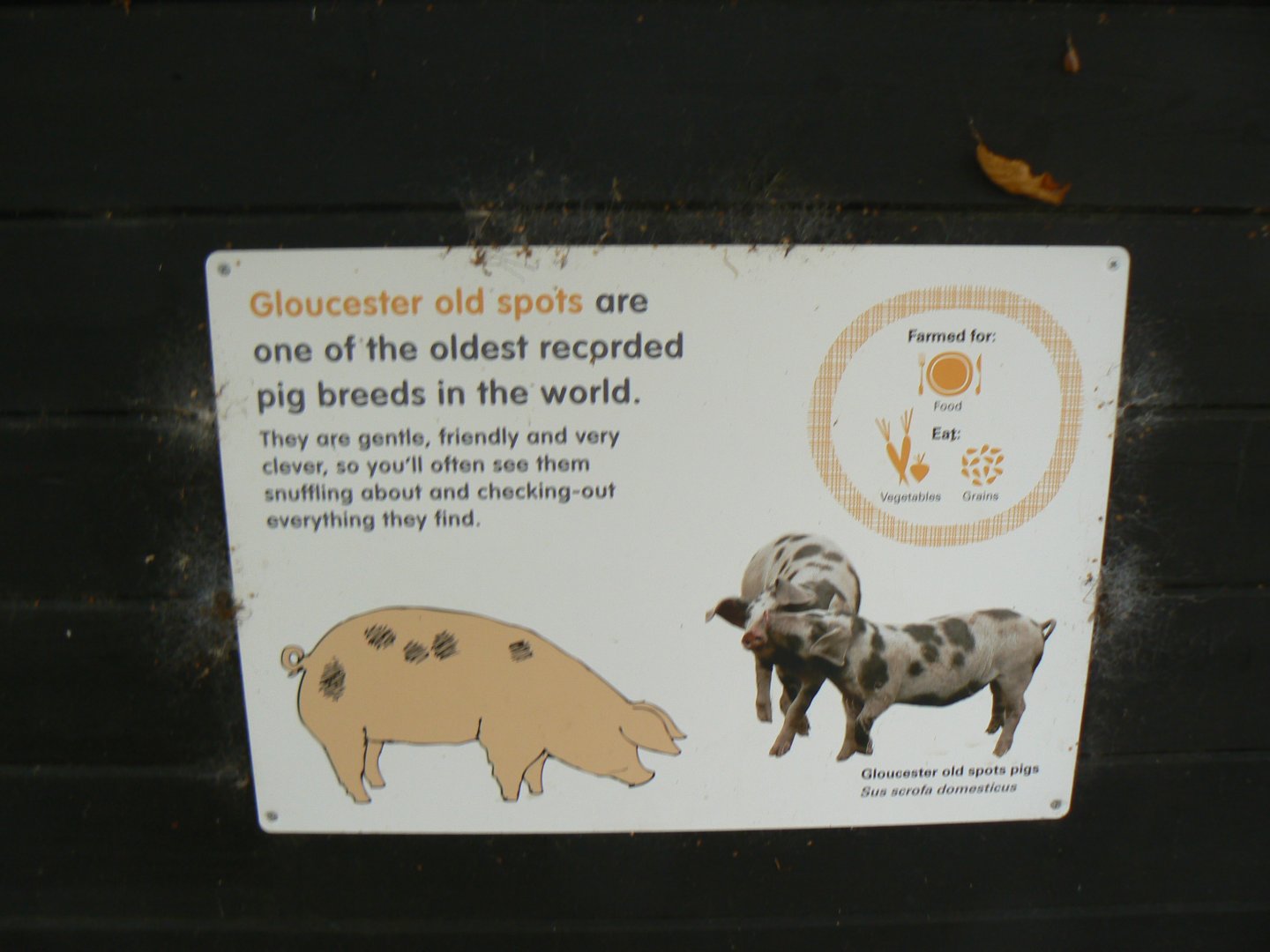 Example of Signage in Hullabazoo - 15 October 2016