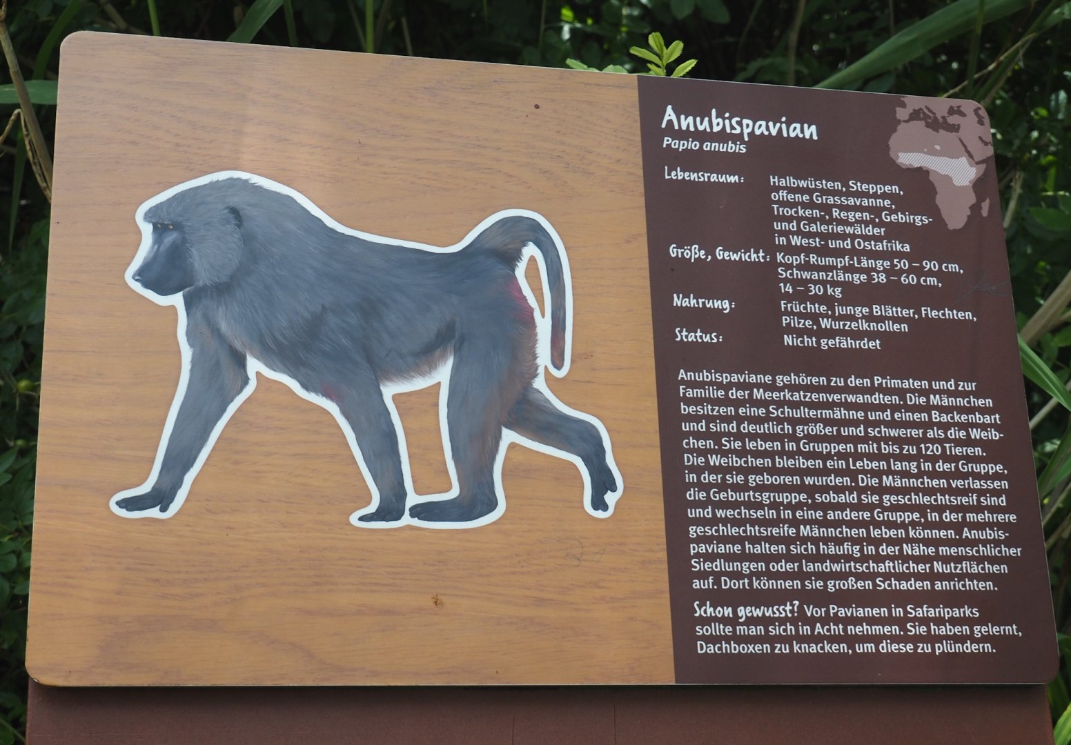 Example of signage - Olive baboon signage, 2024-08-05