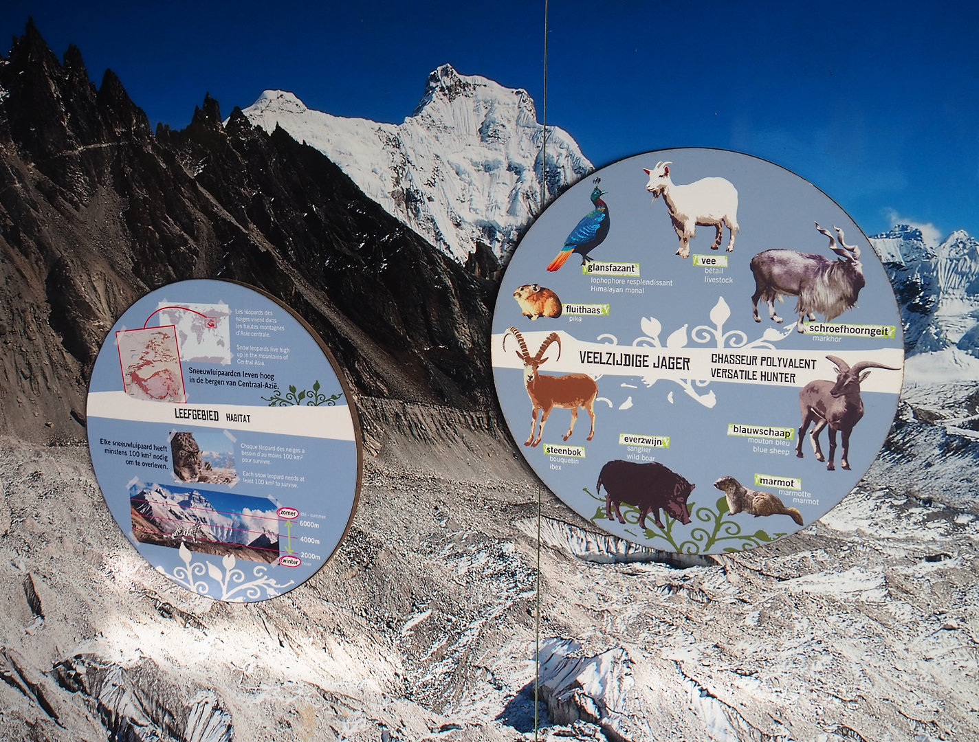 Example of signage on snow leopard education wall - Habitat and prey species, 2022-02-12